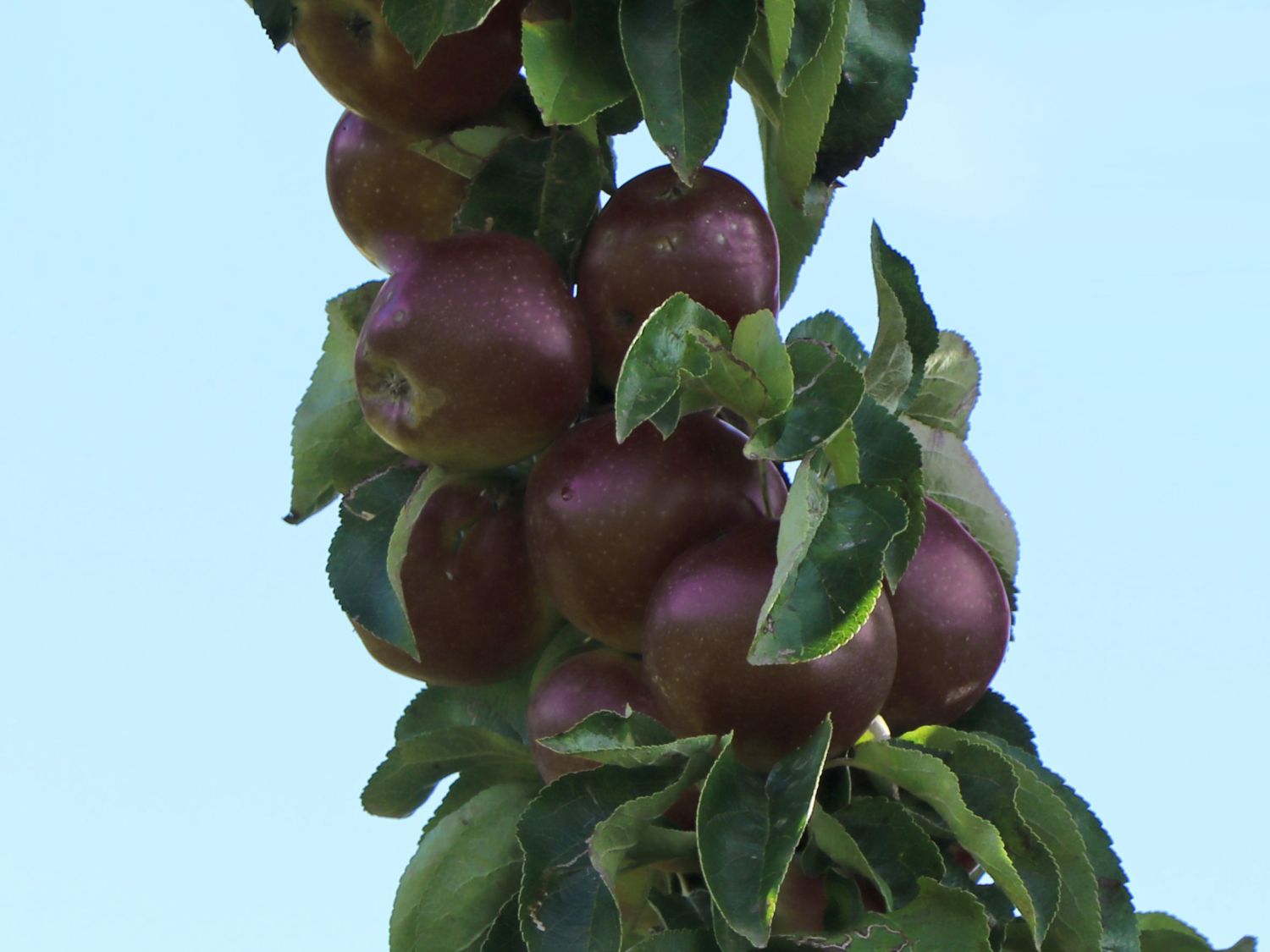 Säulenapfel \'Blue Moon\' ® (S) - Malus \'Blue Moon\' ® (S) - Baumschule  Horstmann