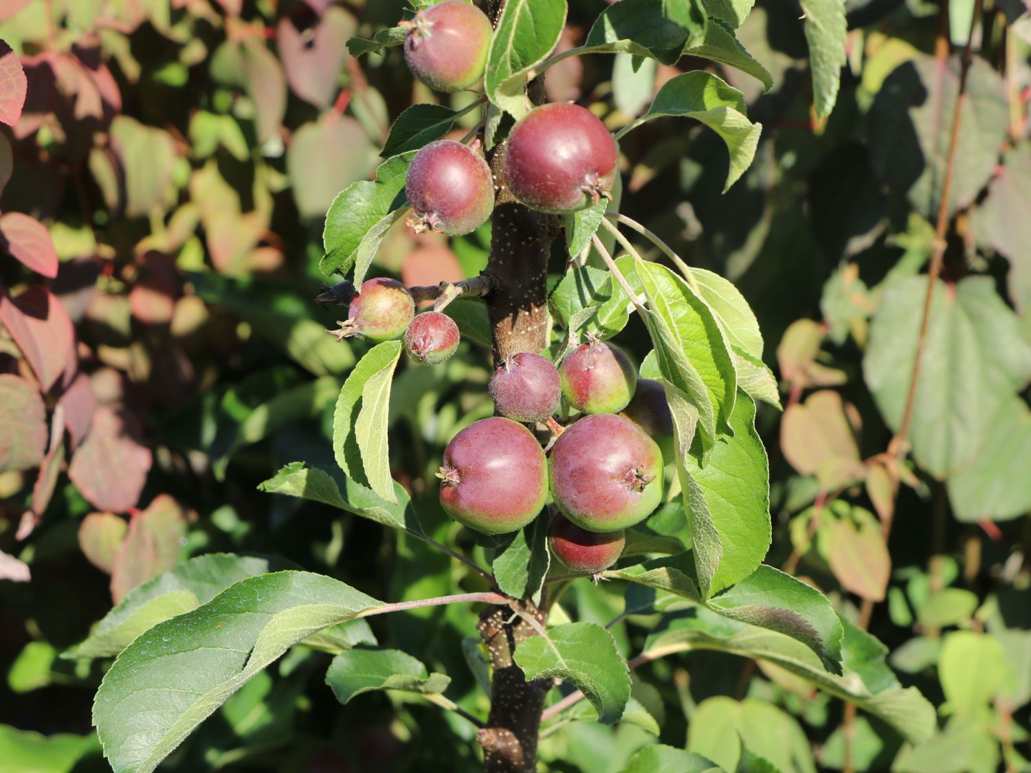 Säulenapfel \'Blue Moon\' ® (S) - Malus \'Blue Moon\' ® (S) - Baumschule  Horstmann