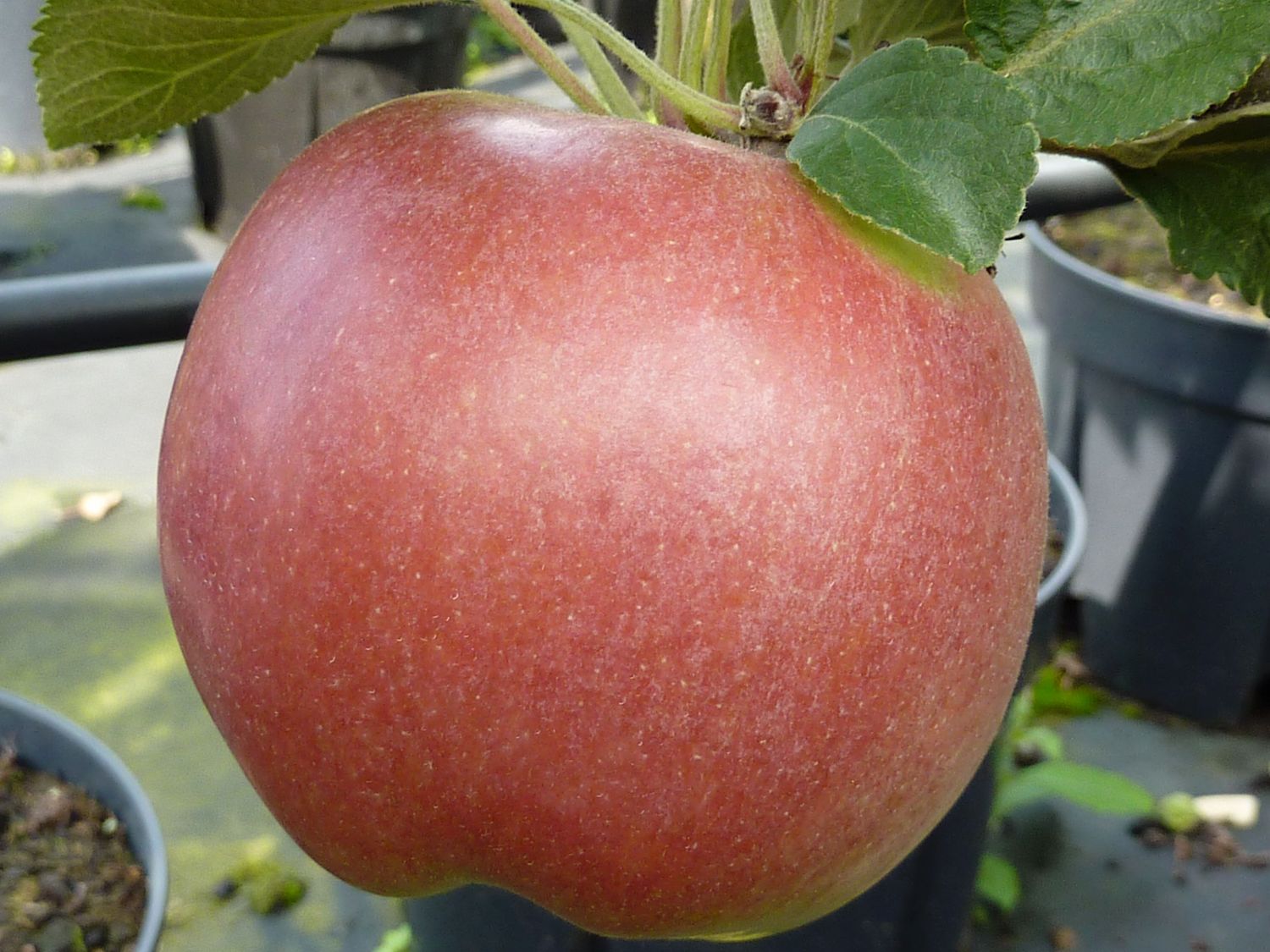 Säulenapfel 'Jarle' - Malus 'Jarle' - Baumschule Horstmann