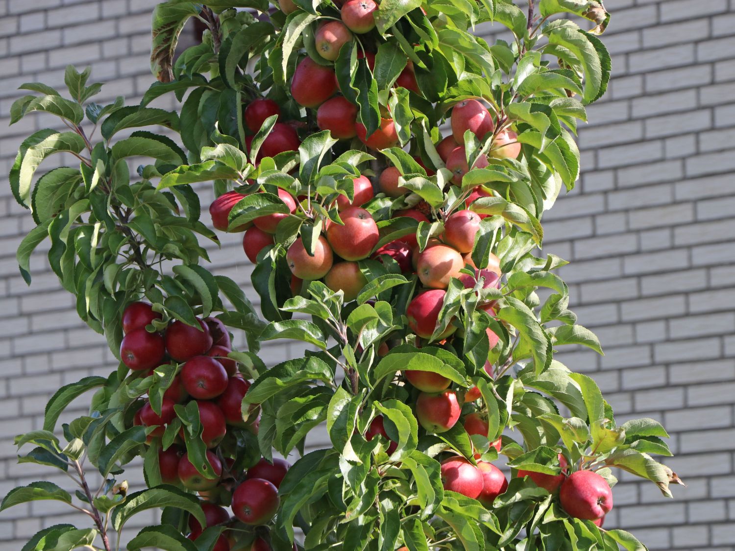 Säulenapfel 'Rhapsodie' - Malus 'Rhapsodie' - Baumschule Horstmann