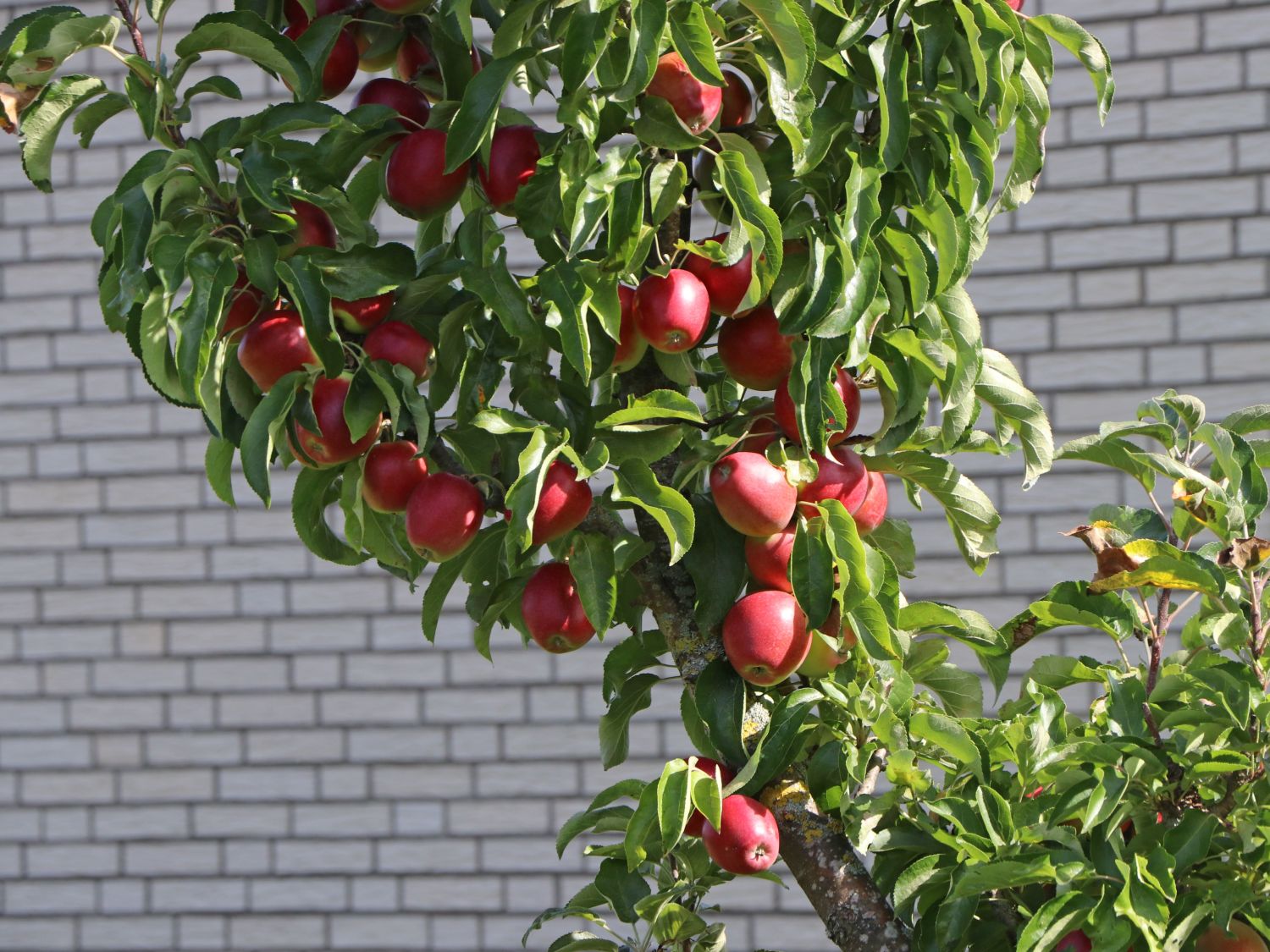 Säulenapfel \'Rhapsodie\' - Malus \'Rhapsodie\' - Baumschule Horstmann