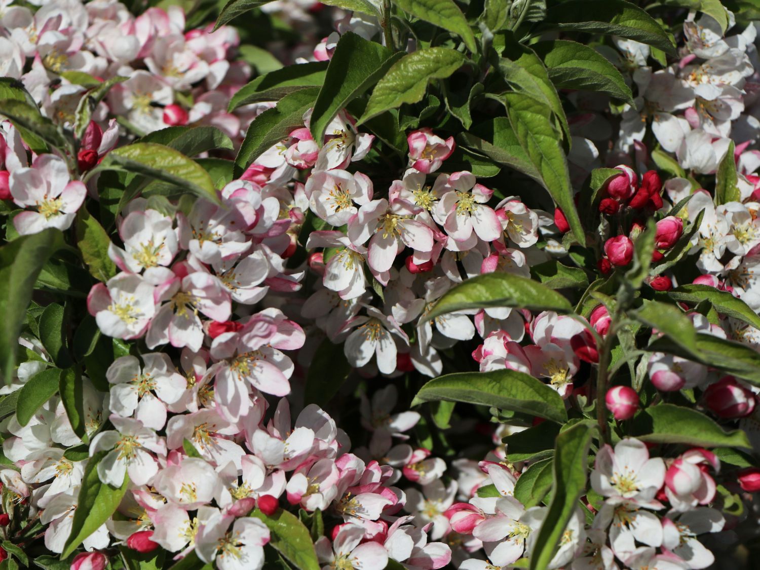 Säulenapfel 'Sonate' - Malus 'Sonate' - Baumschule Horstmann