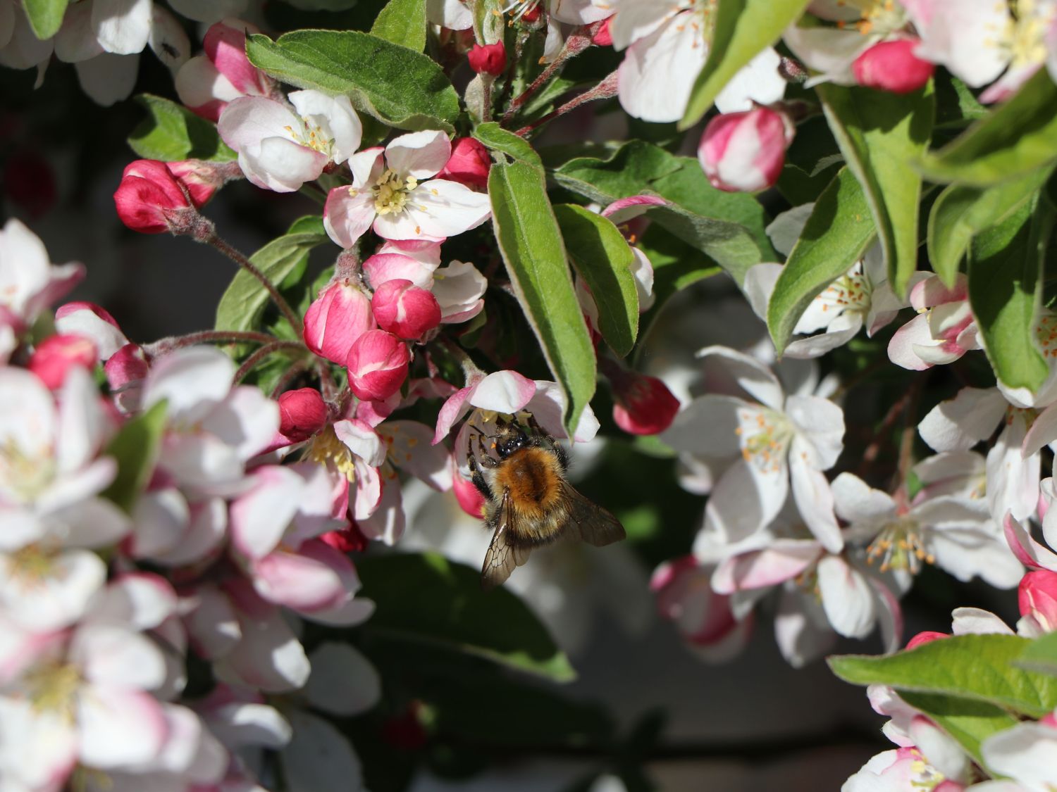 Säulenapfel 'Sonate' - Malus 'Sonate' - Baumschule Horstmann