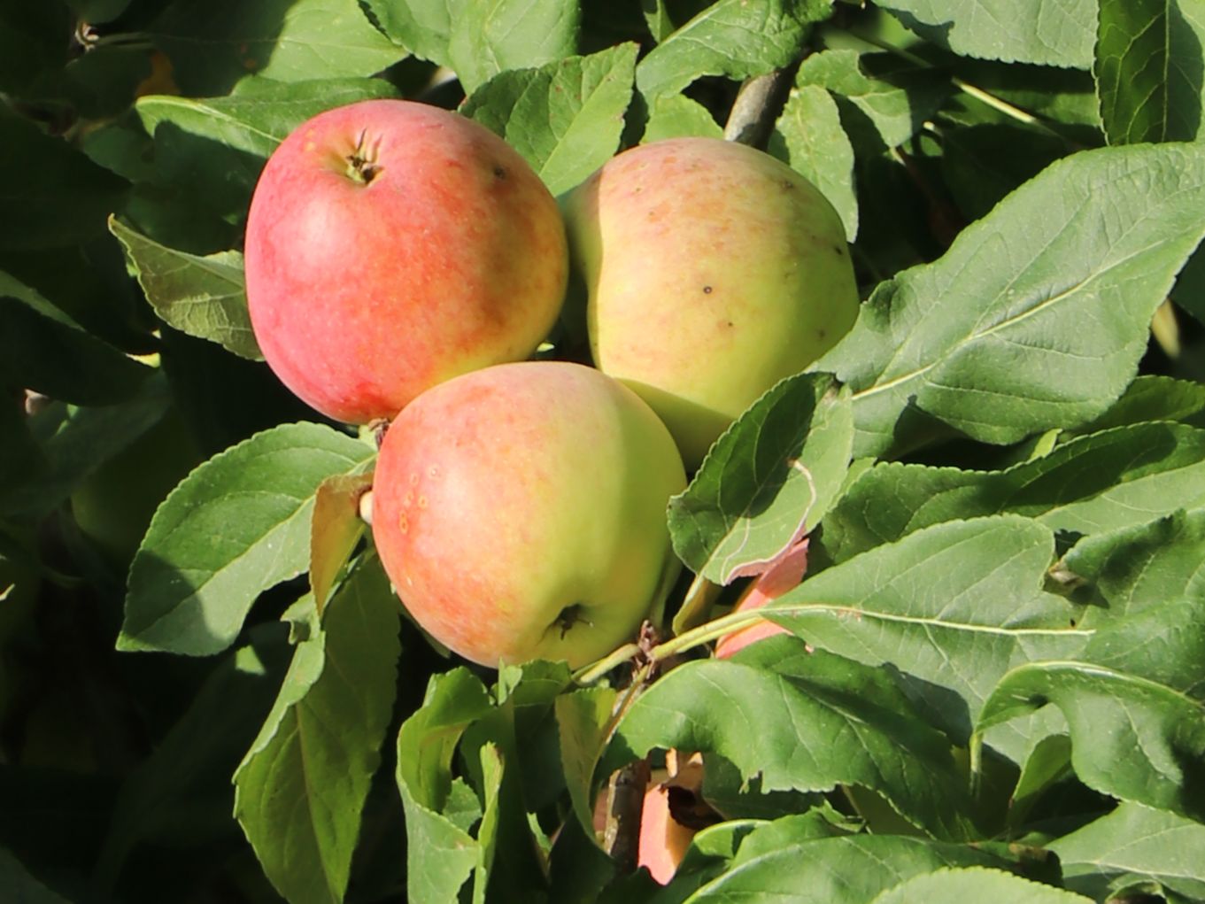 Säulenapfel 'Sonate' - Malus 'Sonate' - Baumschule Horstmann