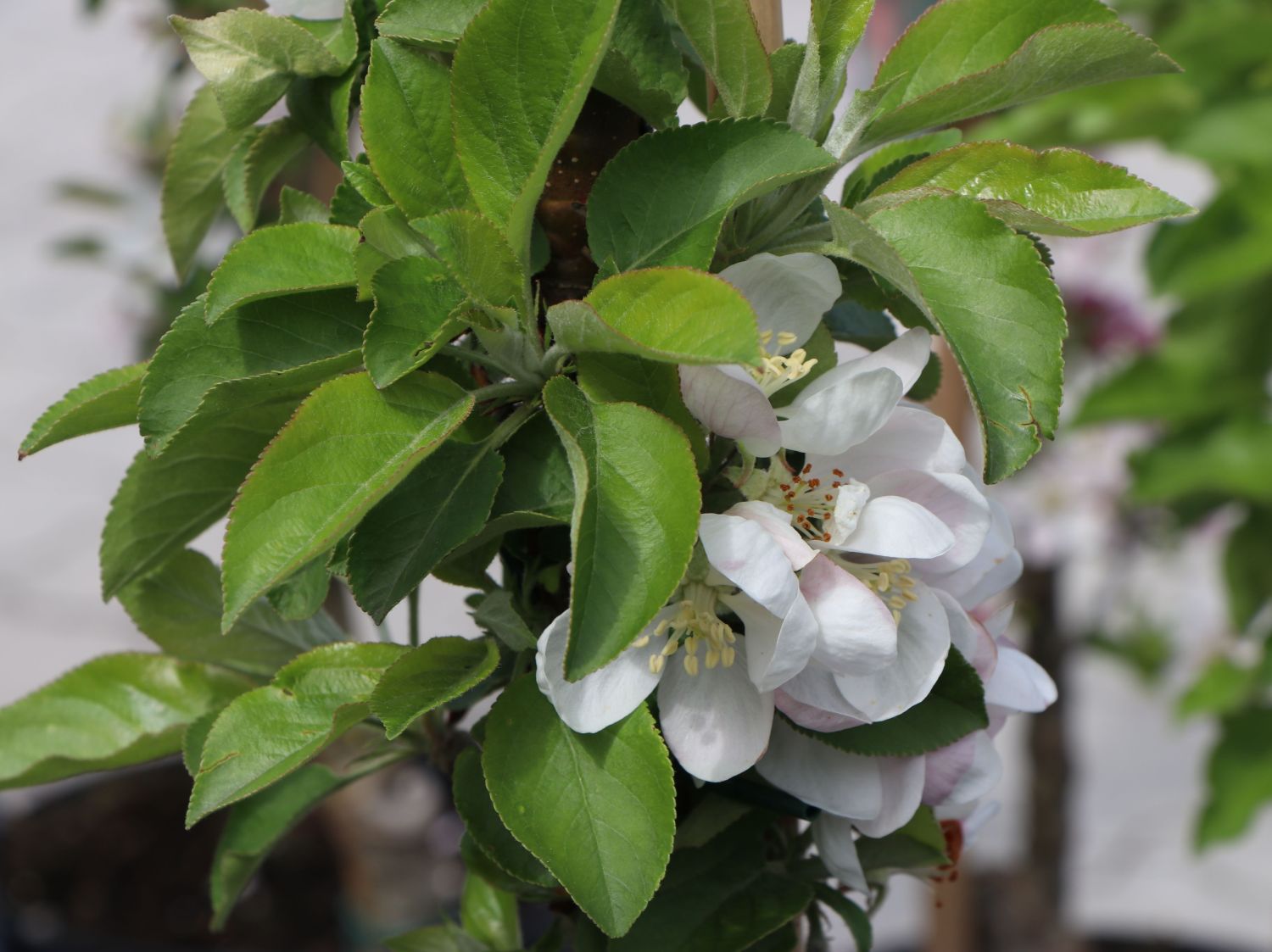 Säulenapfel 'Sonate' - Malus 'Sonate' - Baumschule Horstmann