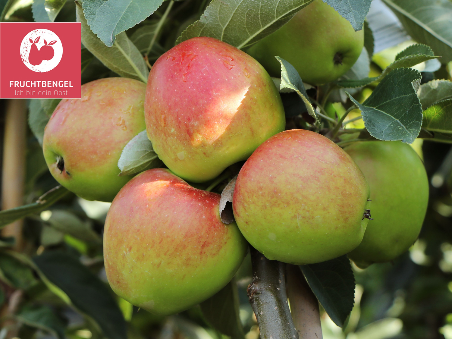 Säulenapfel 'Sonate' Fruchtbengel ® - Malus 'Sonate' Fruchtbengel ® -  Baumschule Horstmann