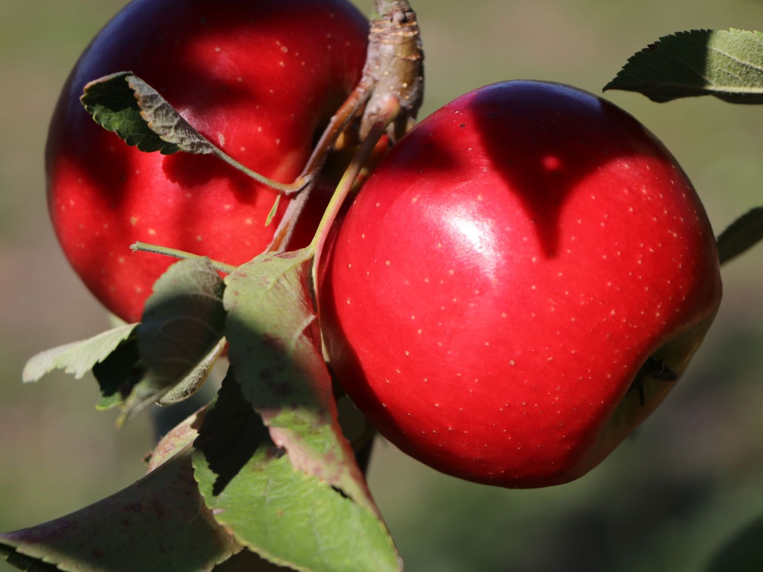 Säulenapfel 'Starcats' (S) - Malus 'Starcats' (S) - Baumschule Horstmann