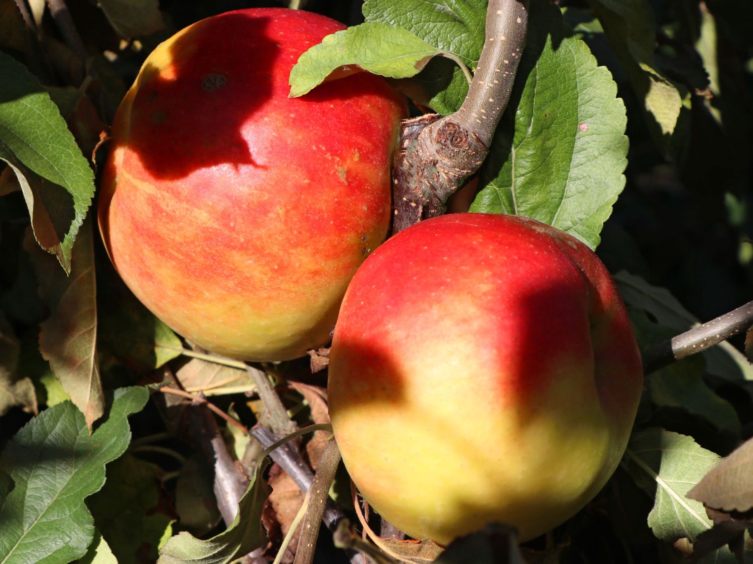 Säulenapfel 'Starcats' (S) - Malus 'Starcats' (S) - Baumschule Horstmann