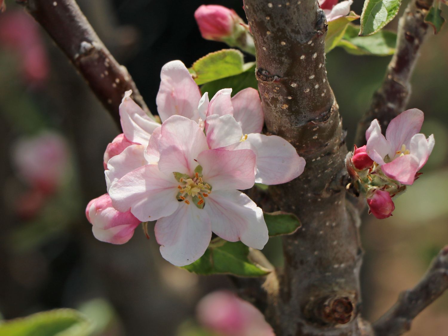 Säulenapfel 'Starcats' (S) - Malus 'Starcats' (S) - Baumschule Horstmann