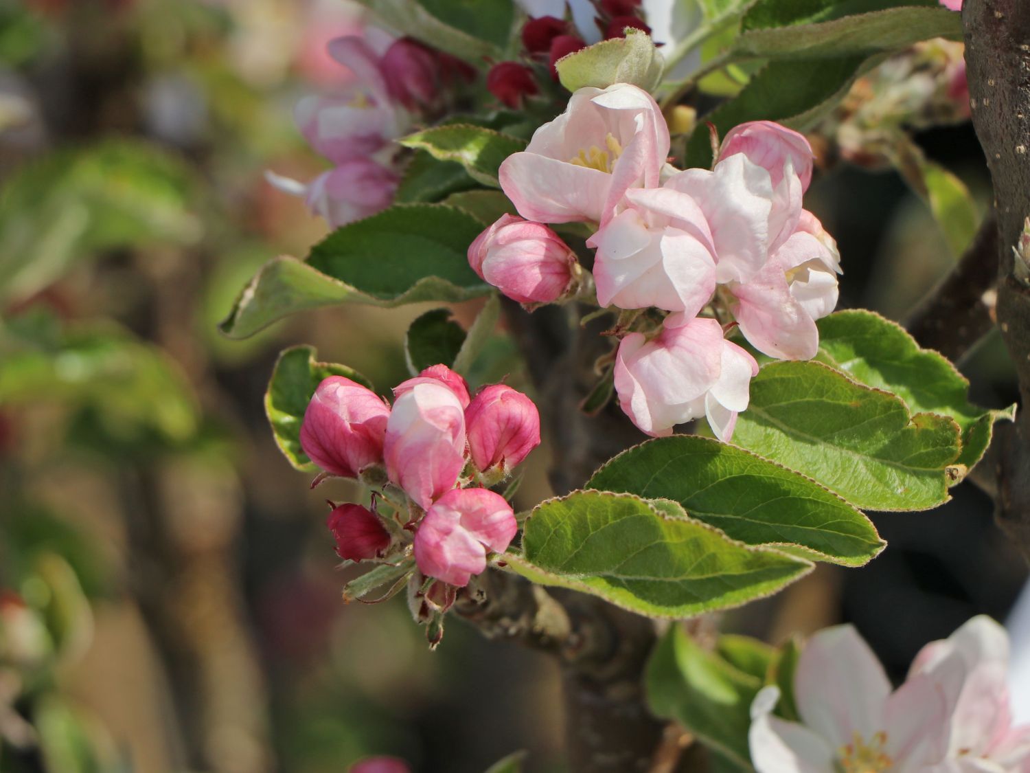 Säulenapfel 'Starcats' (S) - Malus 'Starcats' (S) - Baumschule Horstmann