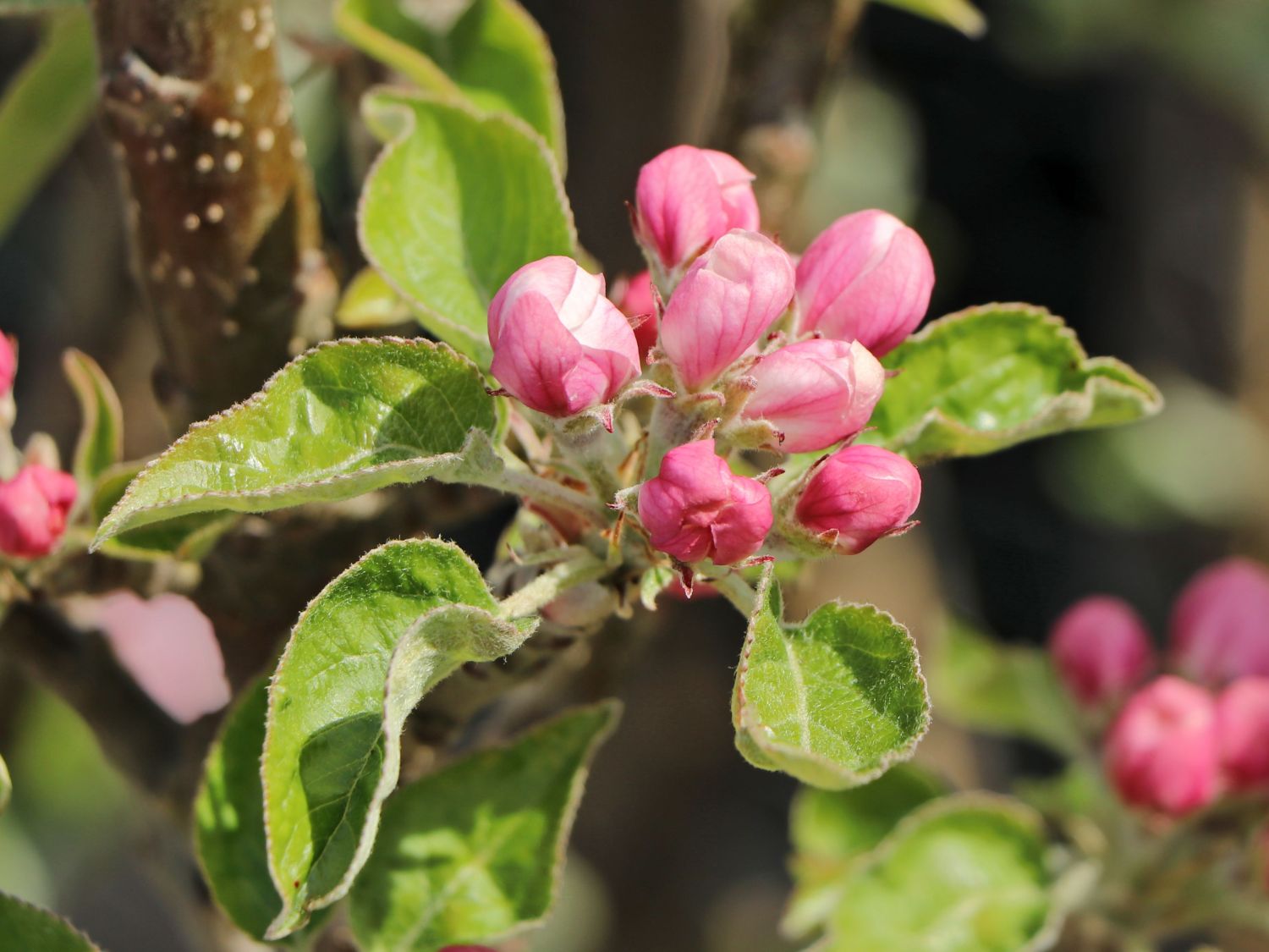 Säulenapfel 'Starcats' (S) - Malus 'Starcats' (S) - Baumschule Horstmann