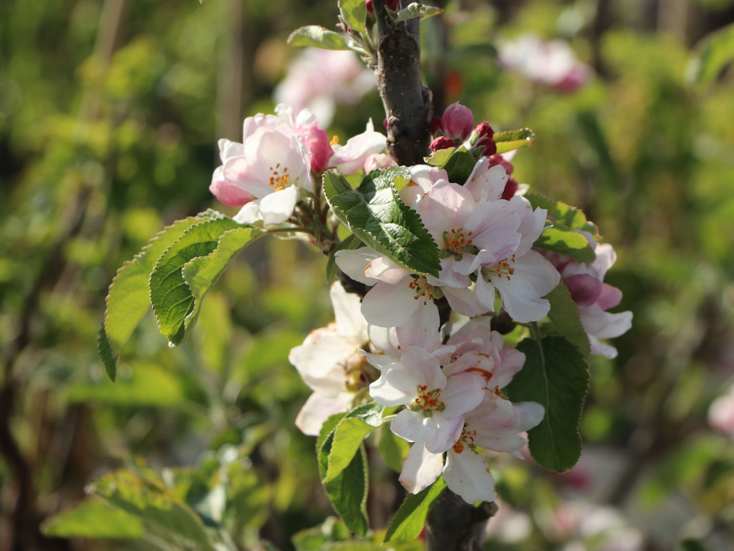 Säulenapfel 'Starcats' (S) - Malus 'Starcats' (S) - Baumschule Horstmann