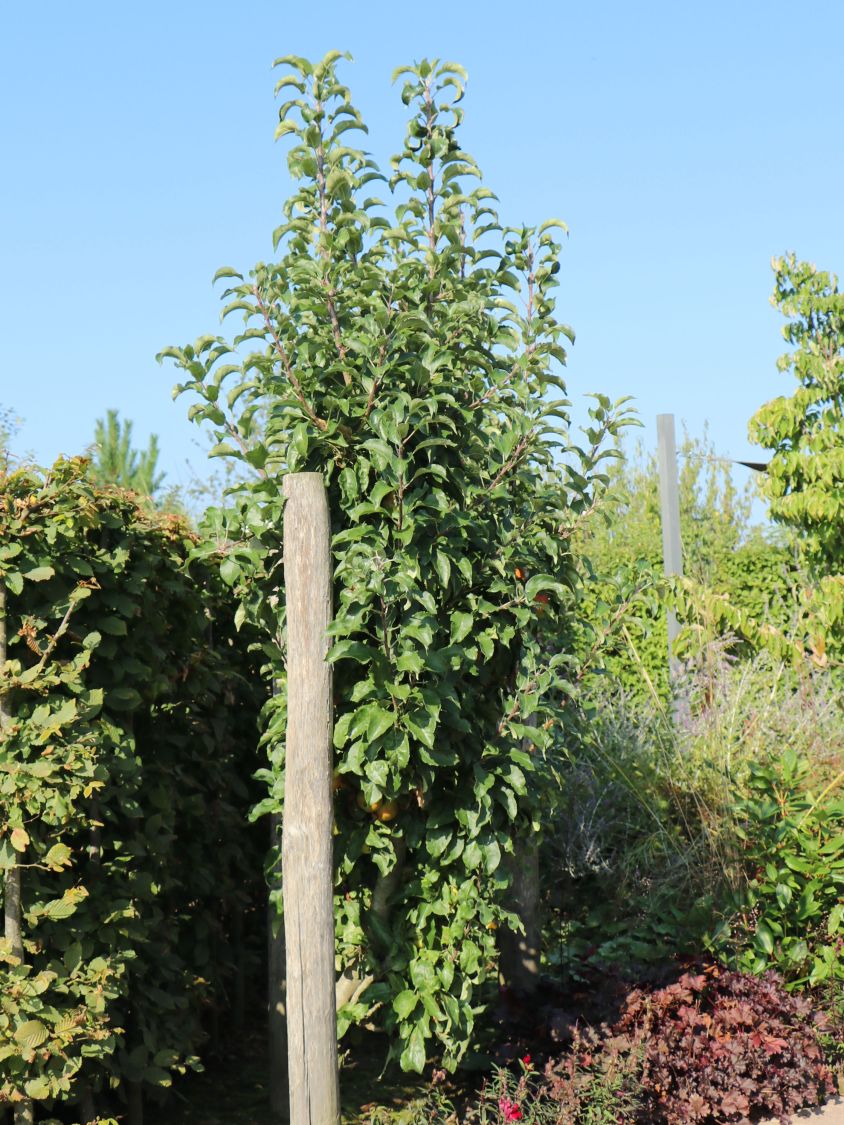 Säulenapfel 'Starcats' (S) - Malus 'Starcats' (S) - Baumschule Horstmann