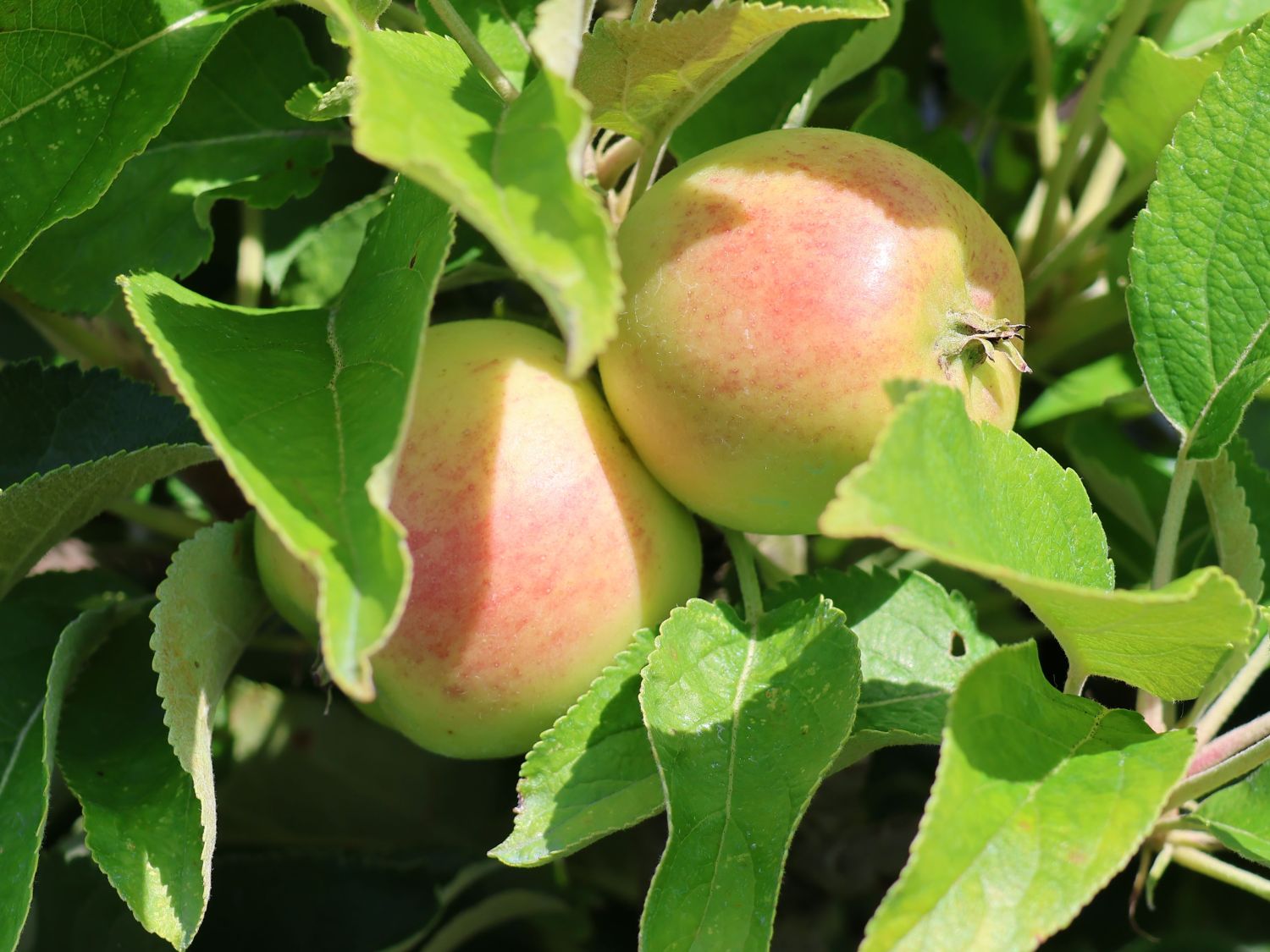 Säulenapfel 'Starcats' (S) - Malus 'Starcats' (S) - Baumschule Horstmann