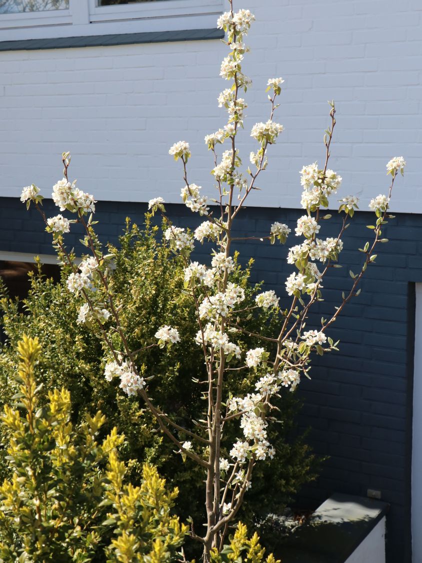 Säulenbirne 'Decora' - Pyrus communis 'Decora' - Baumschule Horstmann