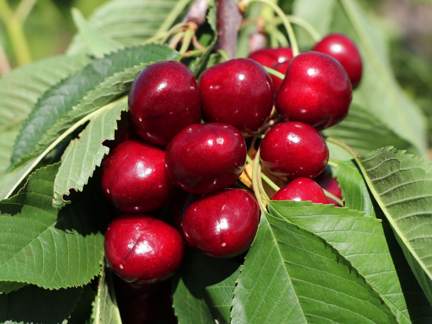 Säulenkirsche 'Samba' ® - Prunus 'Samba' ® - Baumschule Horstmann