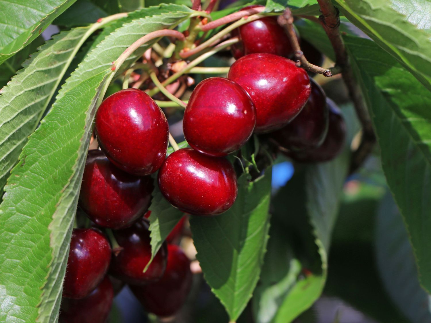 Säulenkirsche 'Sylvia' - Prunus avium 'Sylvia' - Baumschule Horstmann