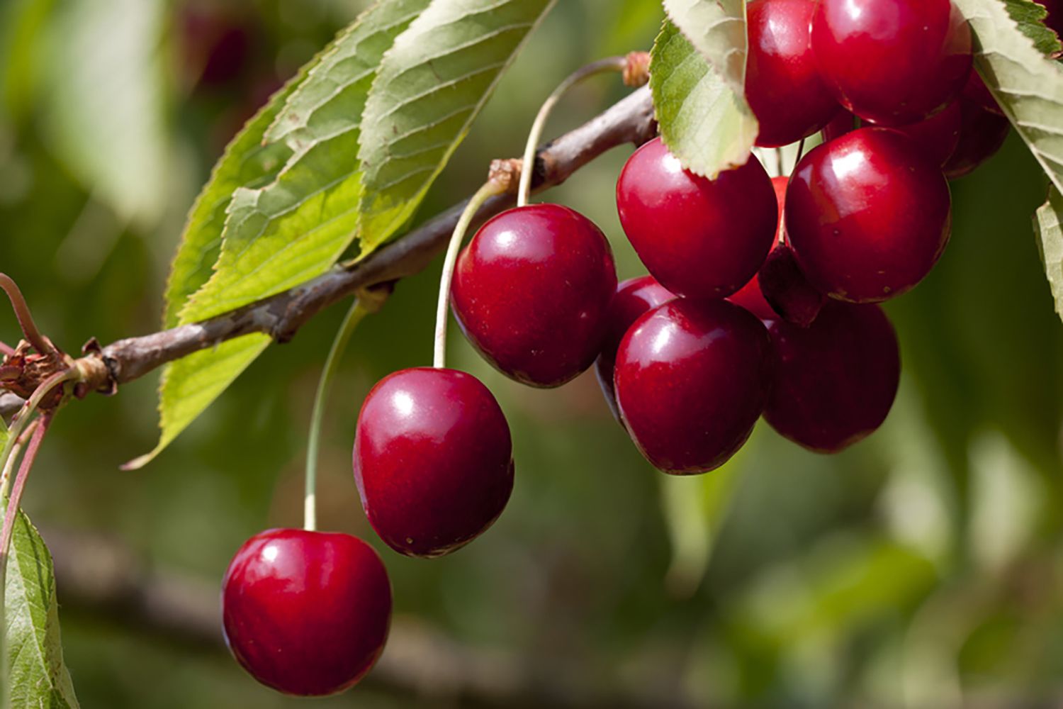 Säulenkirsche 'Sylvia' - Prunus avium 'Sylvia' - Baumschule Horstmann