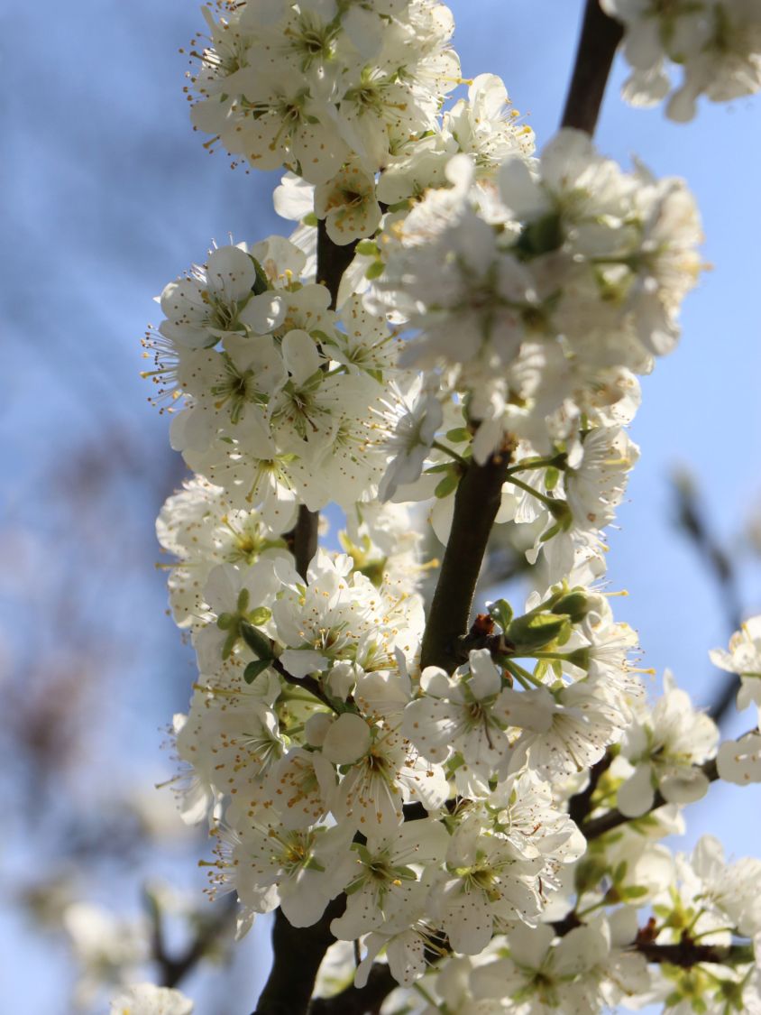 Säulenkirsche 'Sylvia' - Prunus avium 'Sylvia' - Baumschule Horstmann