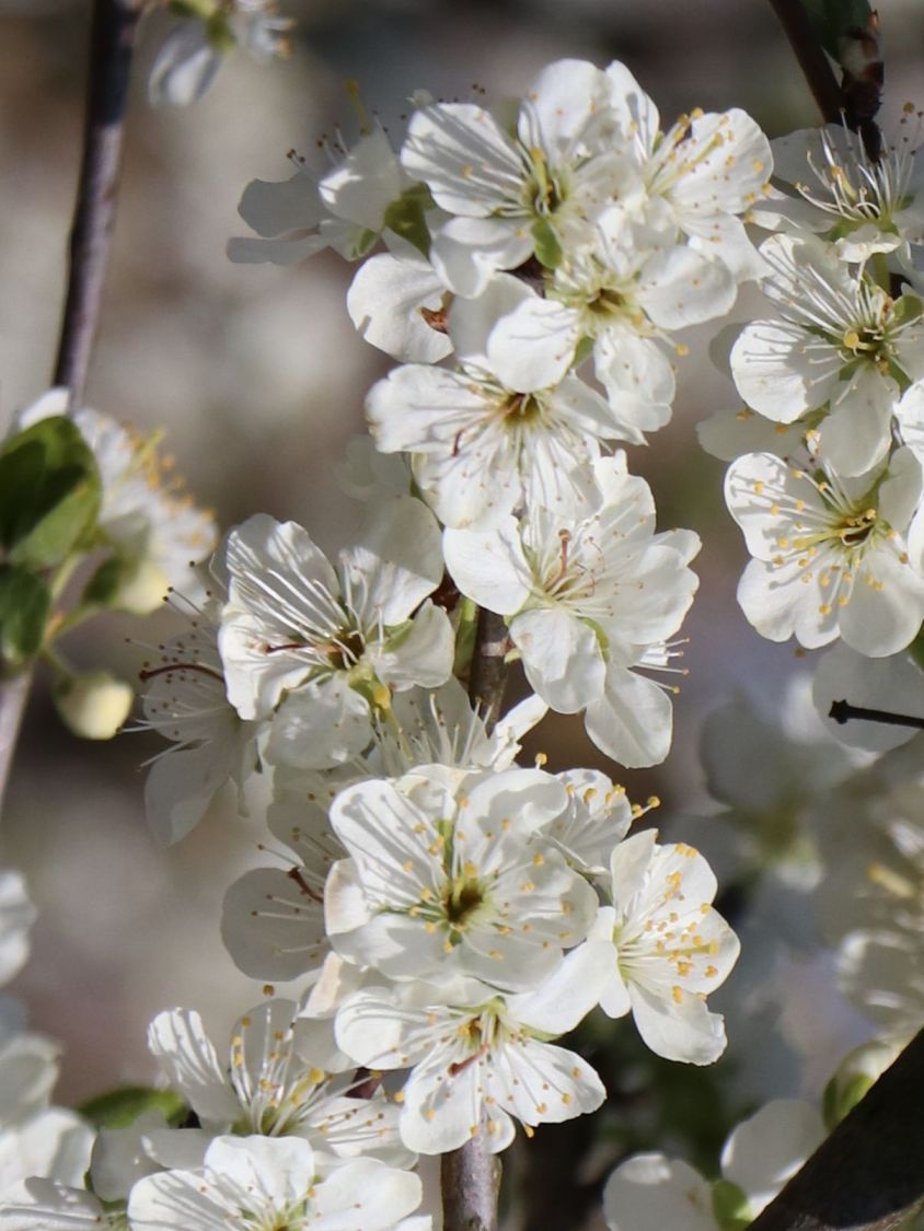 Säulenkirsche \'Victoria\' - Prunus \'Victoria\' - Baumschule Horstmann