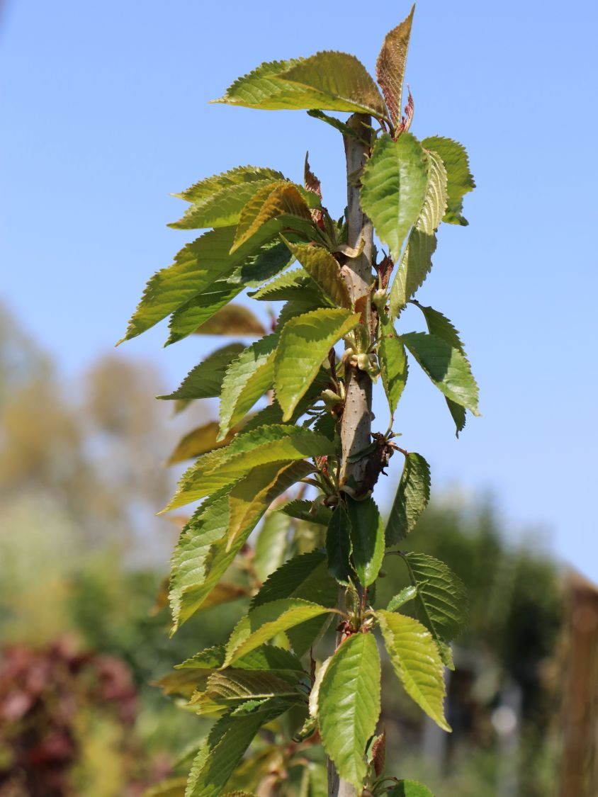 Säulenkirsche \'Victoria\' - Prunus \'Victoria\' - Baumschule Horstmann