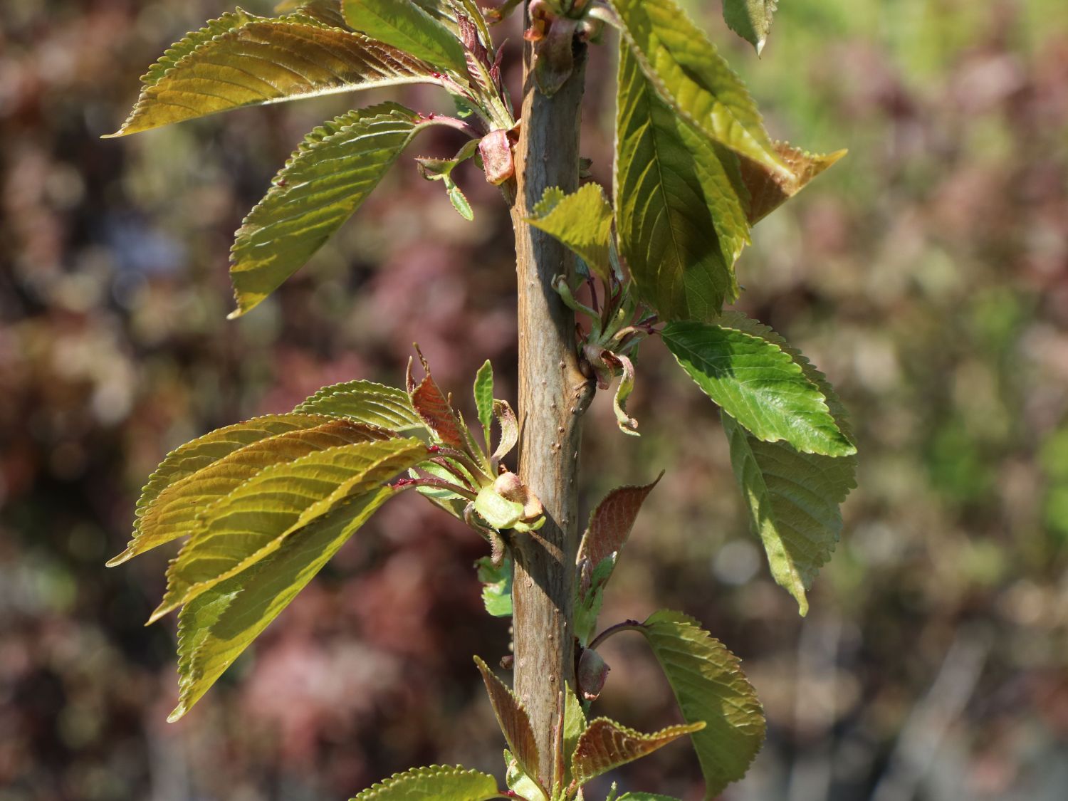 Säulenkirsche \'Victoria\' - Prunus \'Victoria\' - Baumschule Horstmann