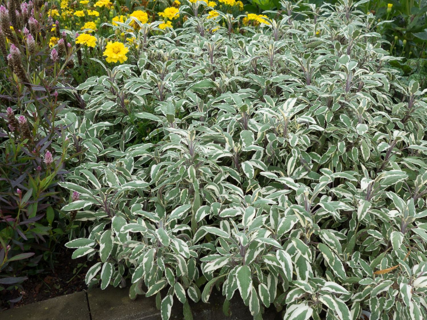 Salbei Tricolor Schonstes Stauden Sortiment Expertenwissen