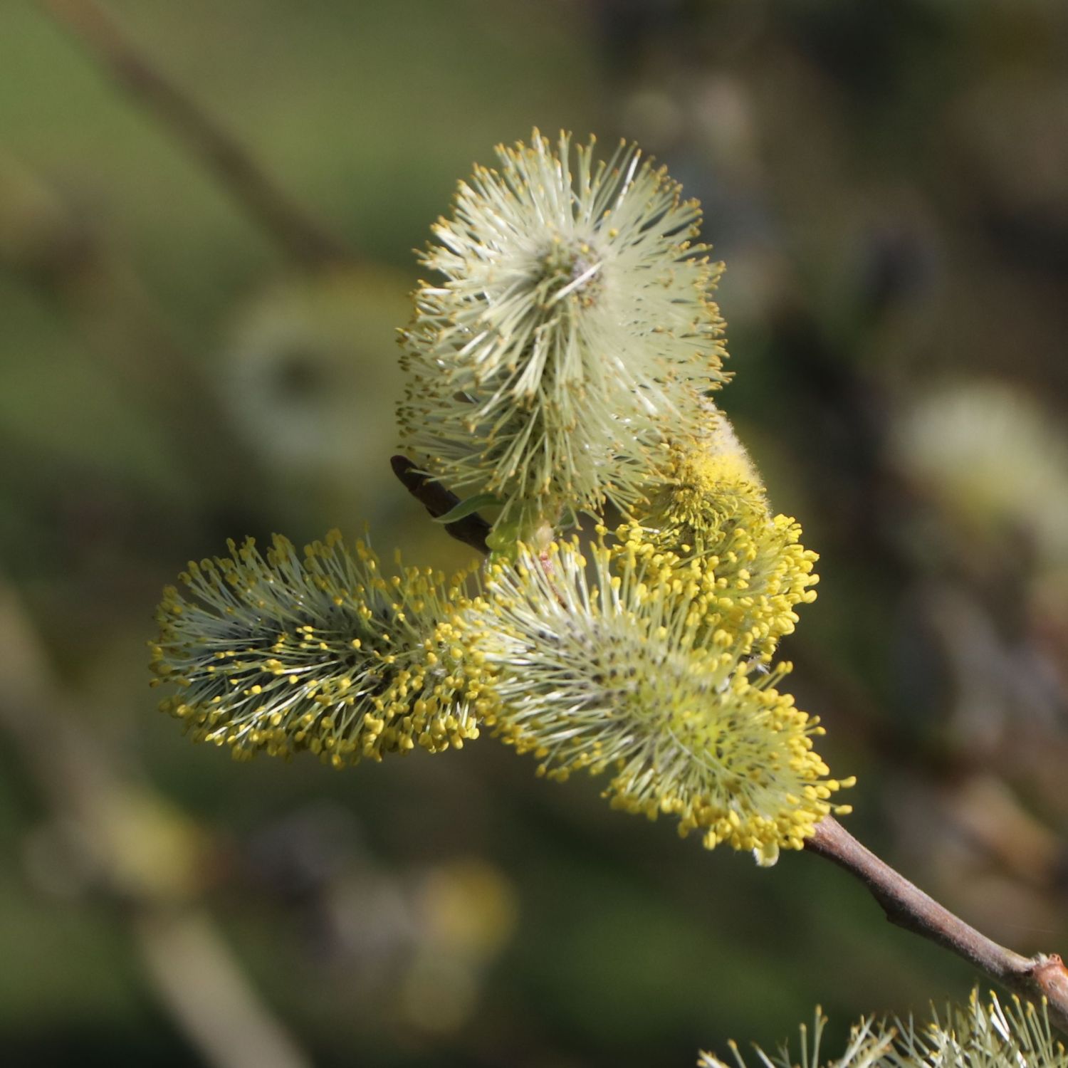 Salweide / Palmweide Salix caprea Baumschule Horstmann