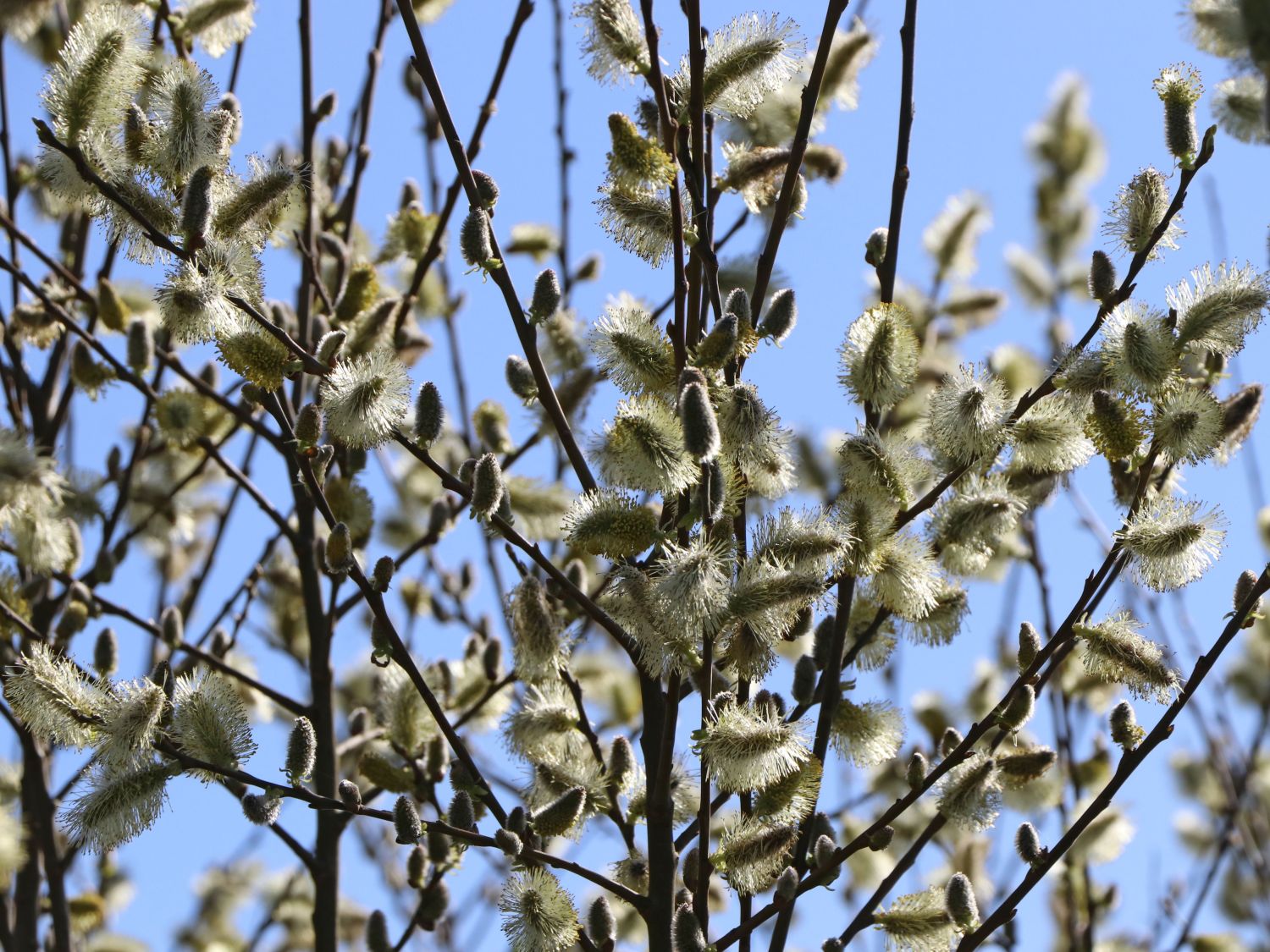 5 Salweide Weide Salix caprea 60-100 cm Kätzchenweide Bienenweide wurzelnackt 