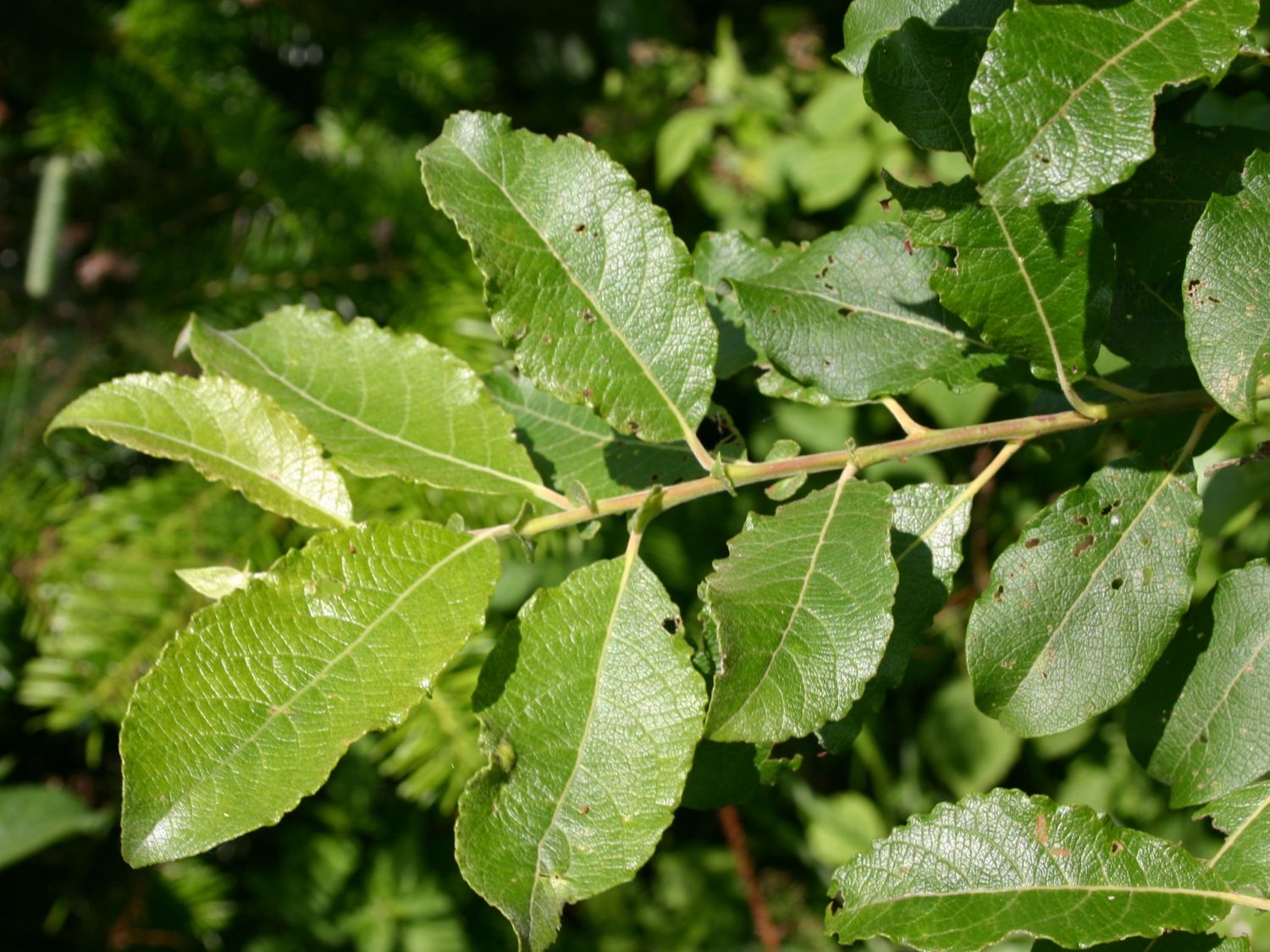 Бредина. Ива бредина. Salix caprea листья. Ива Козья бредина. Ива бредина фото.