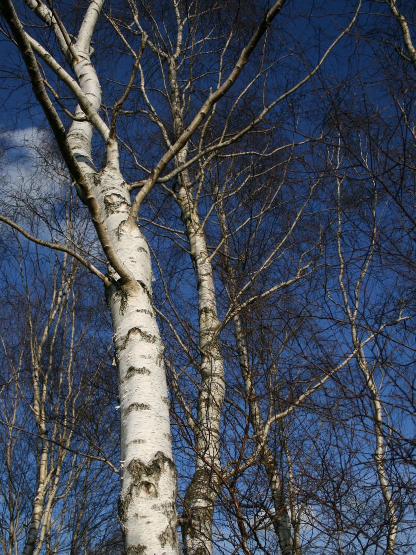 500 birkensamen Betula pendula alba weissbirke hängebirke weißbirk abedul semillas