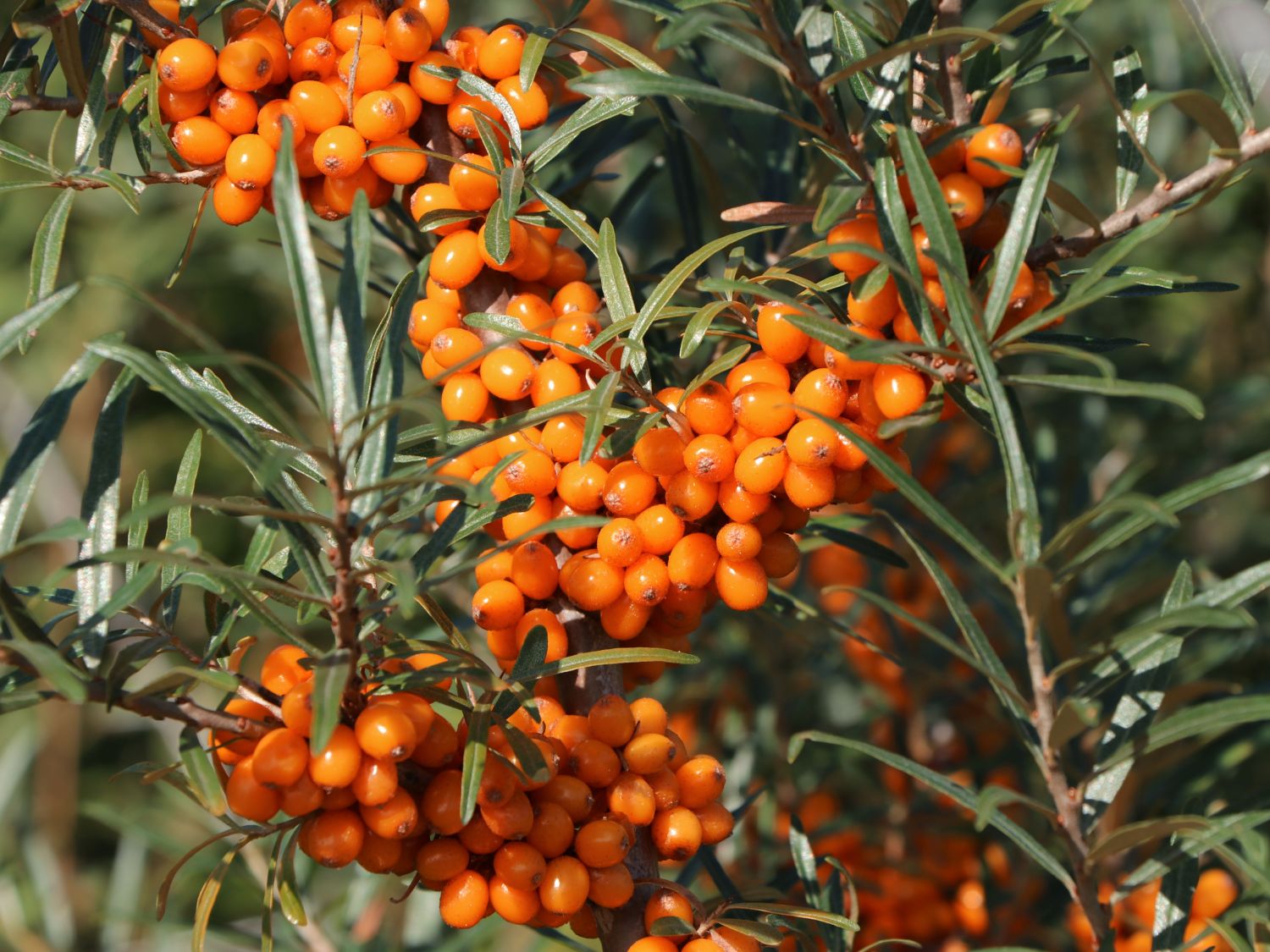 Sanddorn - Hippophae rhamnoides - Baumschule Horstmann