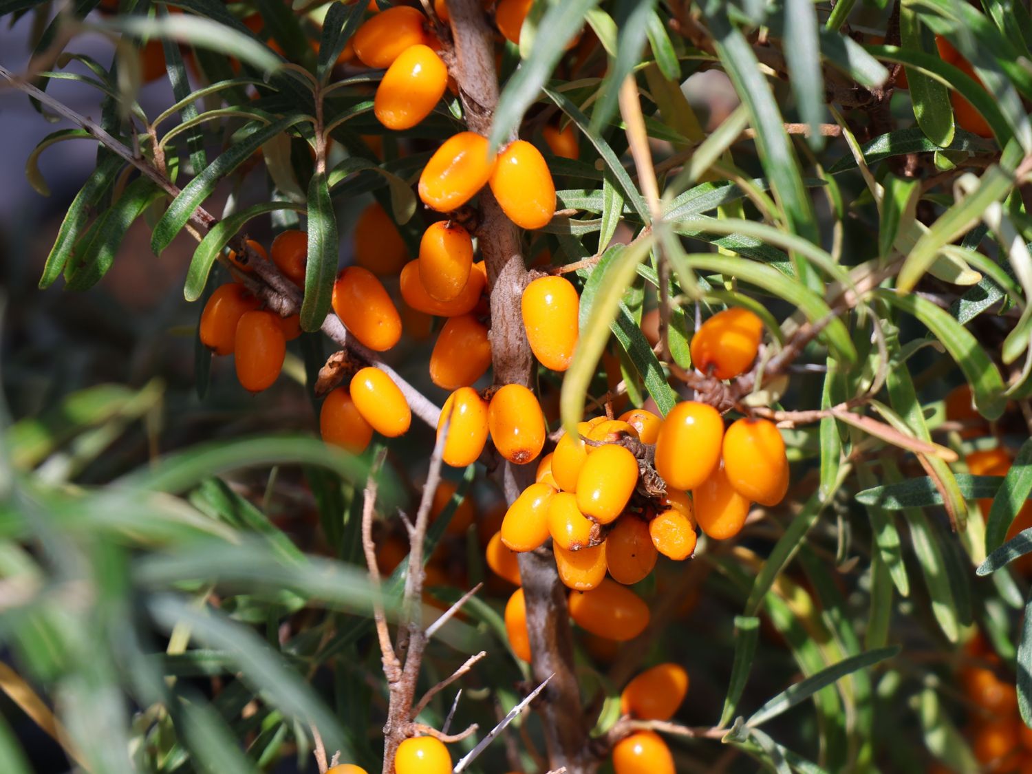 Sanddorn weiblich &amp;#39;Leikora&amp;#39; - Hippophae rhamnoides &amp;#39;Leikora ...