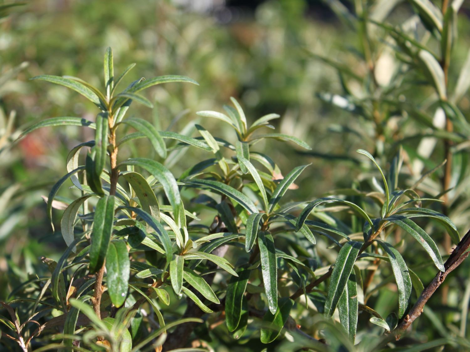 Sanddorn weiblich 'Leikora' - Hippophae rhamnoides 'Leikora' - Baumschule  Horstmann