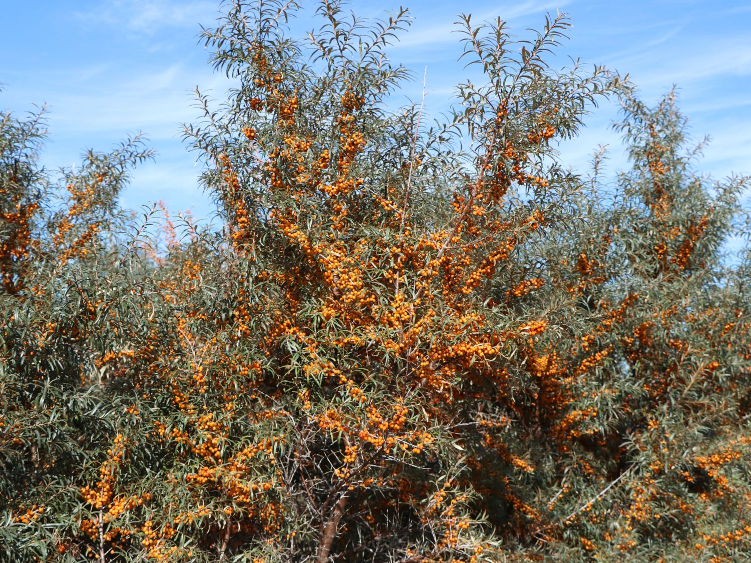 Sanddorn weiblich 'Leikora' - Hippophae rhamnoides 'Leikora' - Baumschule  Horstmann