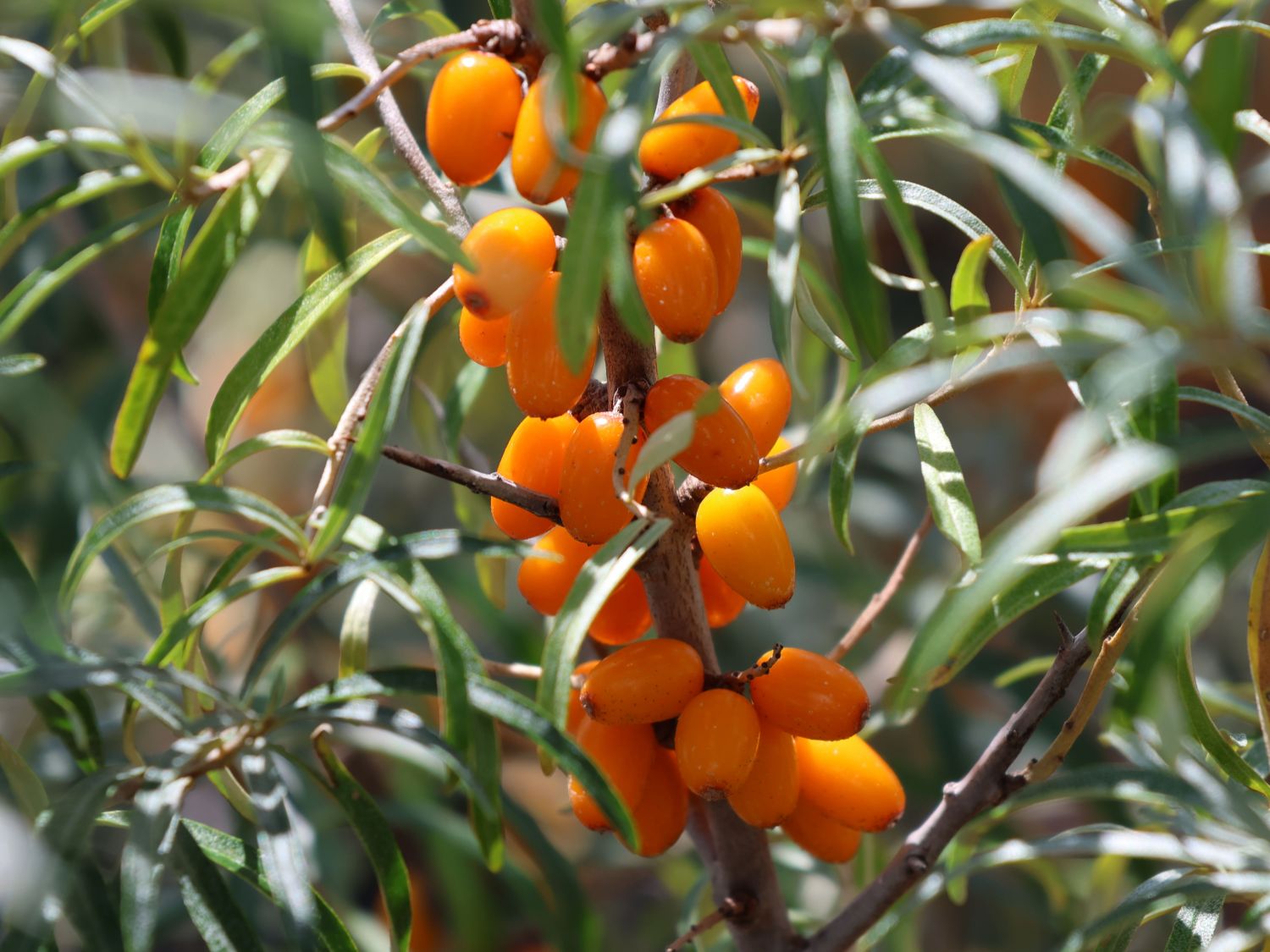 Sanddorn weiblich 'Leikora' - Hippophae rhamnoides 'Leikora' - Baumschule  Horstmann