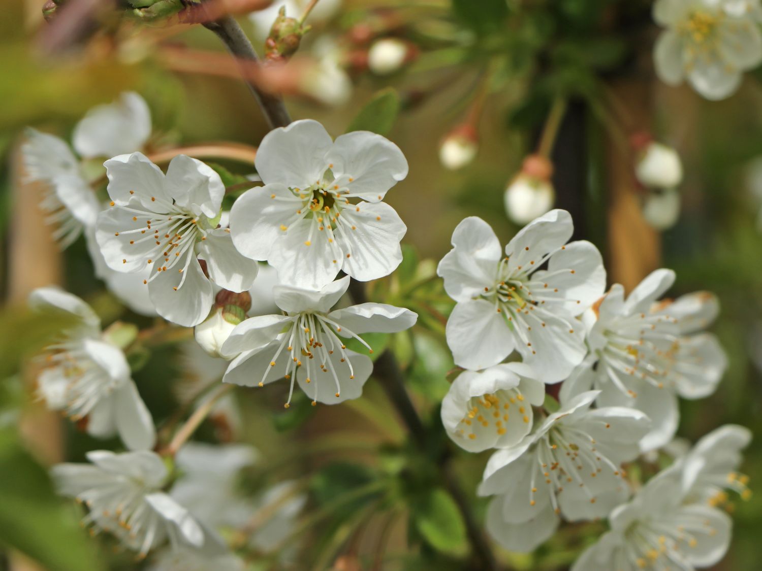 Sauerkirsche 'Jade' (S) - Prunus 'Jade' (S) - Baumschule Horstmann