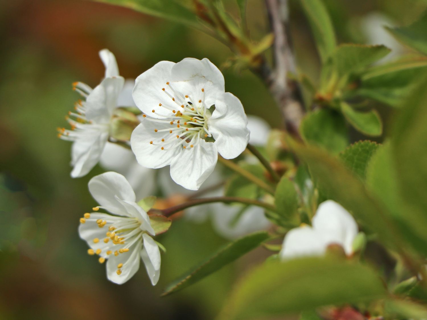 Sauerkirsche 'Jade' (S) - Prunus 'Jade' (S) - Baumschule Horstmann