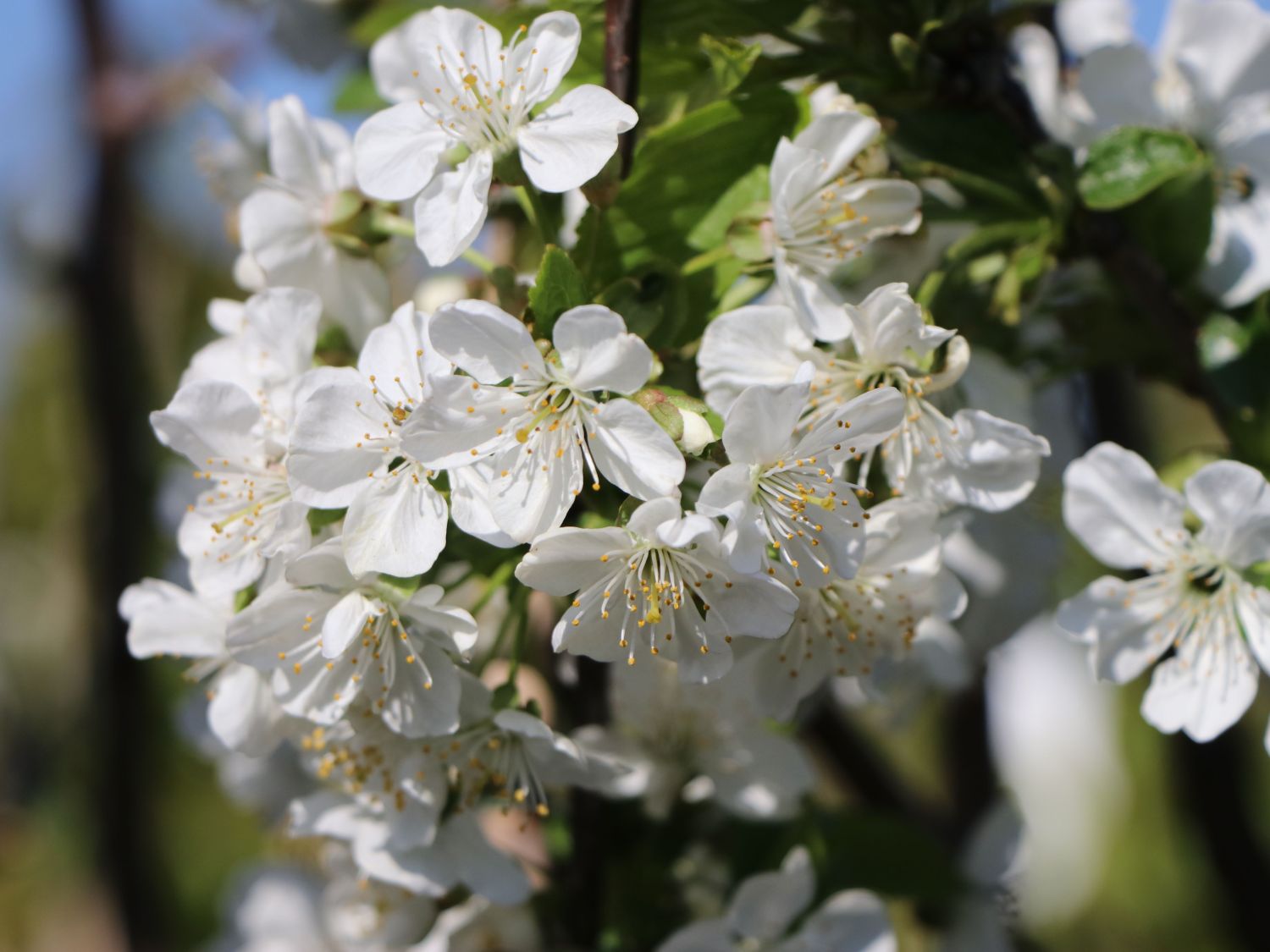 Sauerkirsche 'Ungarische Traubige' - Prunus 'Ungarische Traubige' -  Baumschule Horstmann