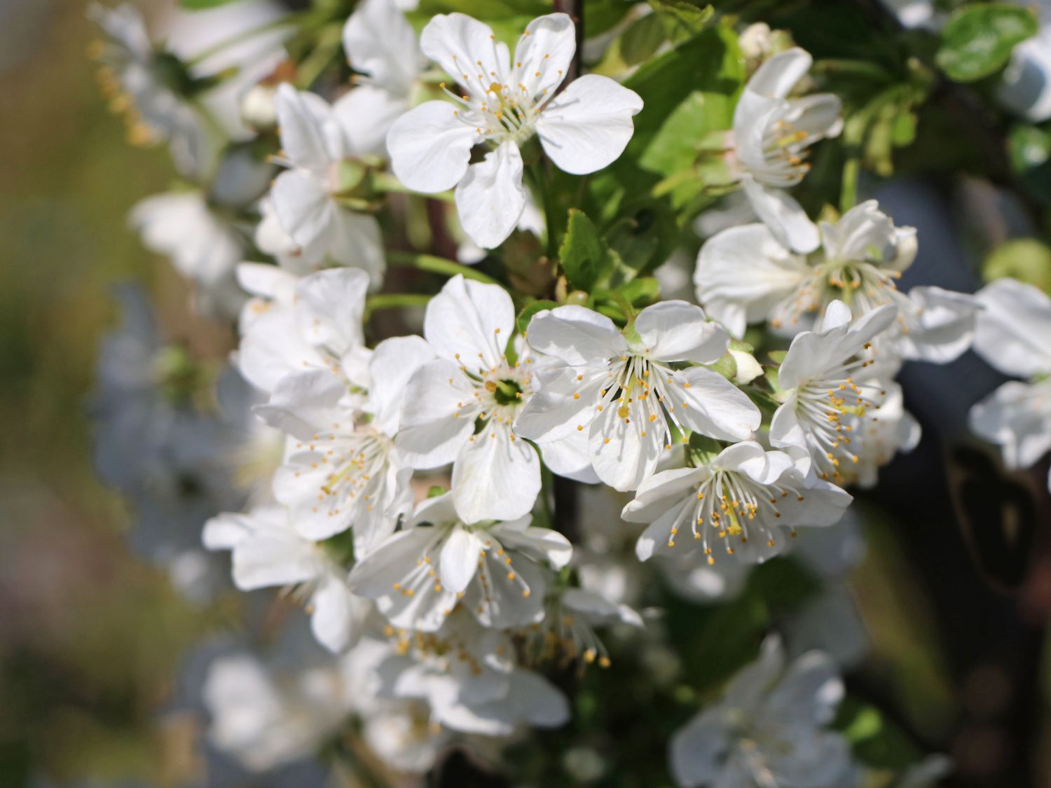 Sauerkirsche 'Ungarische Traubige' - Prunus 'Ungarische Traubige' -  Baumschule Horstmann