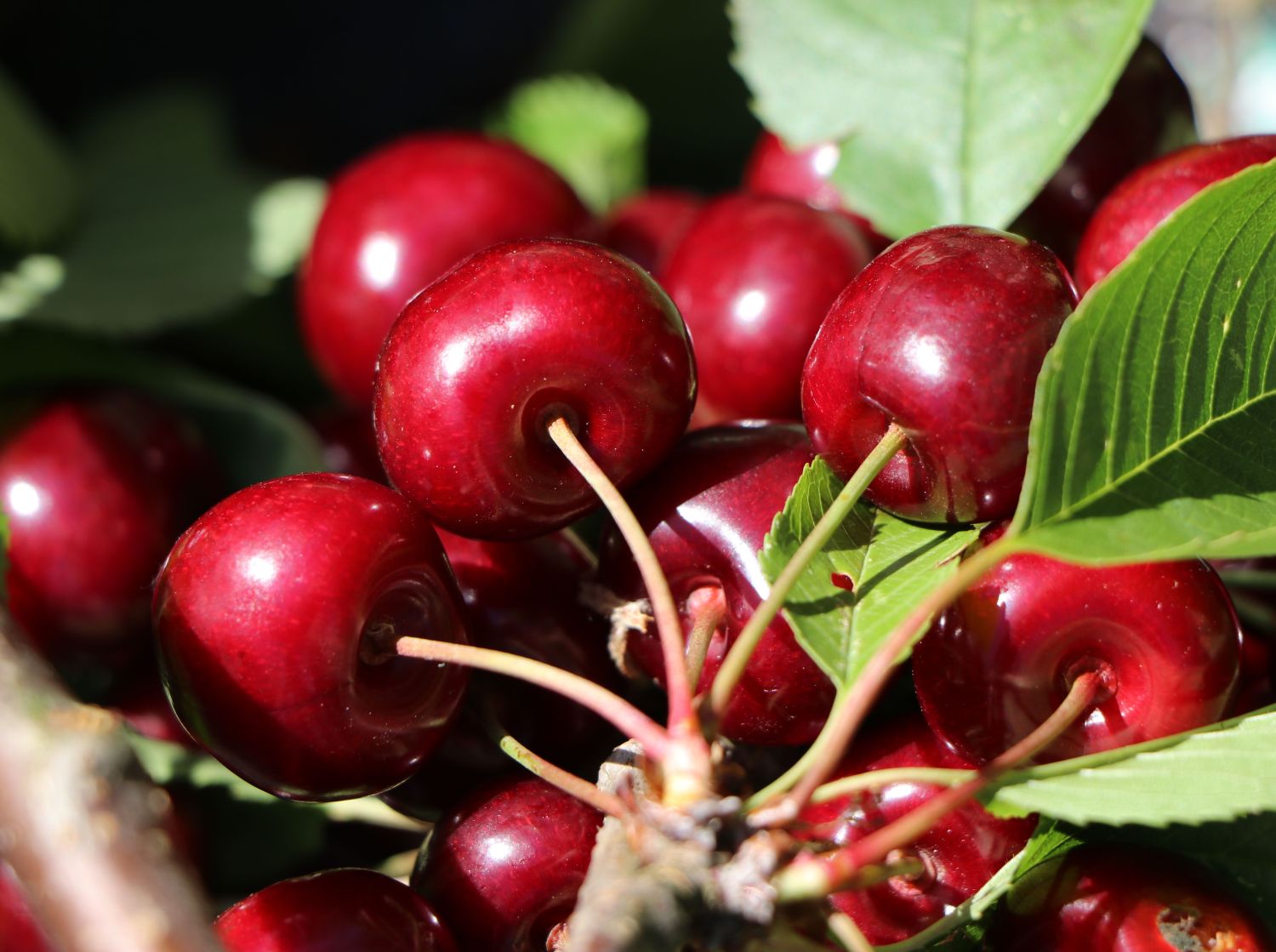 Sauerkirsche 'Ungarische Traubige' - Prunus 'Ungarische Traubige' -  Baumschule Horstmann