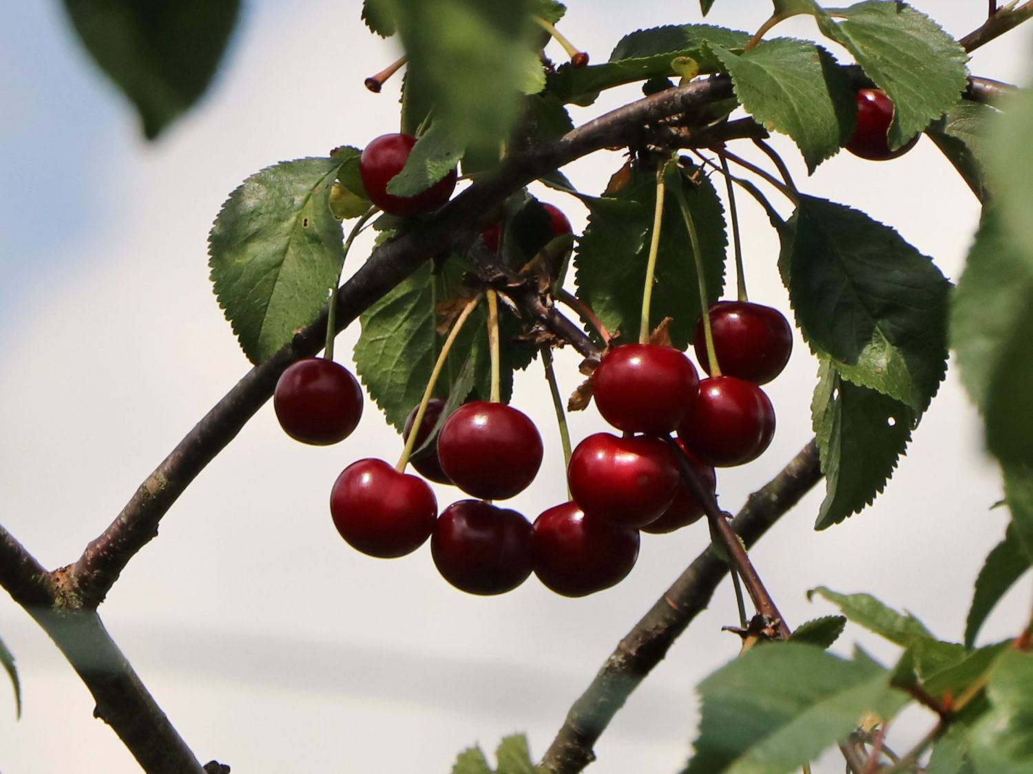 Sauerkirsche 'Ungarische Traubige' - Prunus 'Ungarische Traubige' -  Baumschule Horstmann