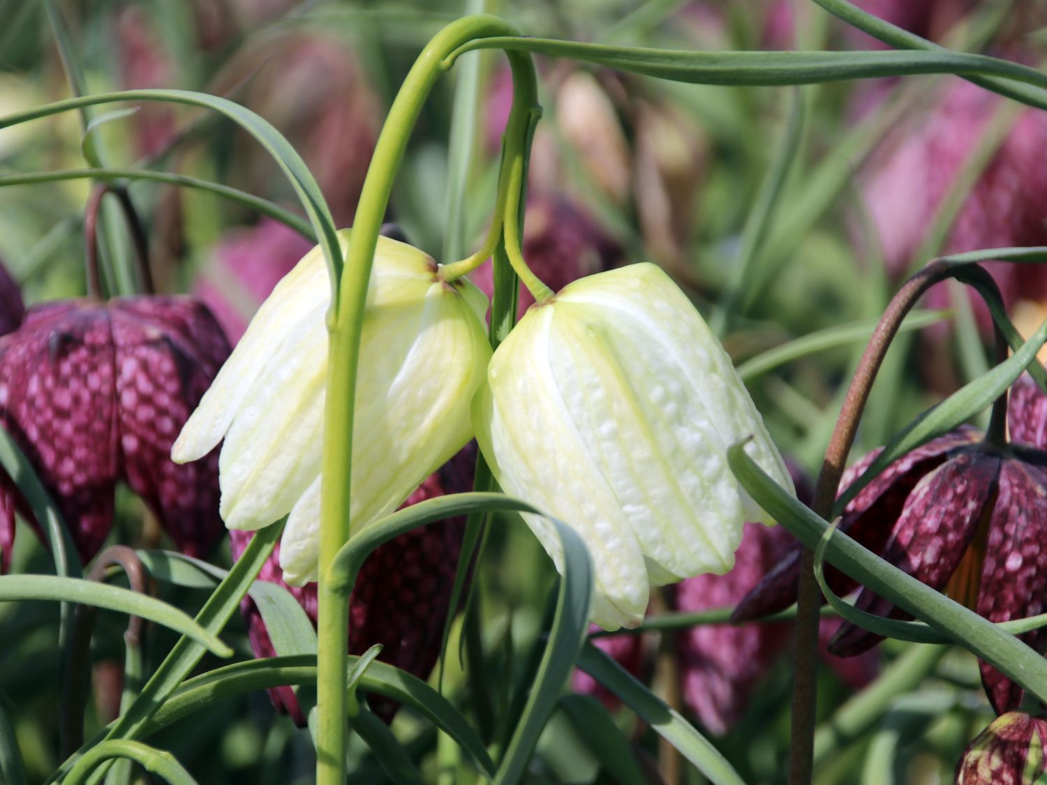 Schachbrettblume 'Alba' - Finde Deine neue Staude + Online Ratgeber