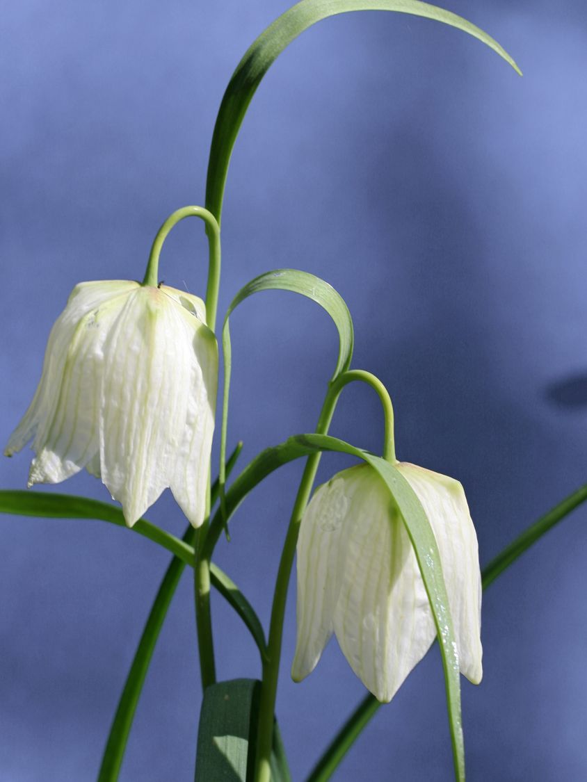 Schachbrettblume 'Alba' - Finde Deine neue Staude + Online Ratgeber