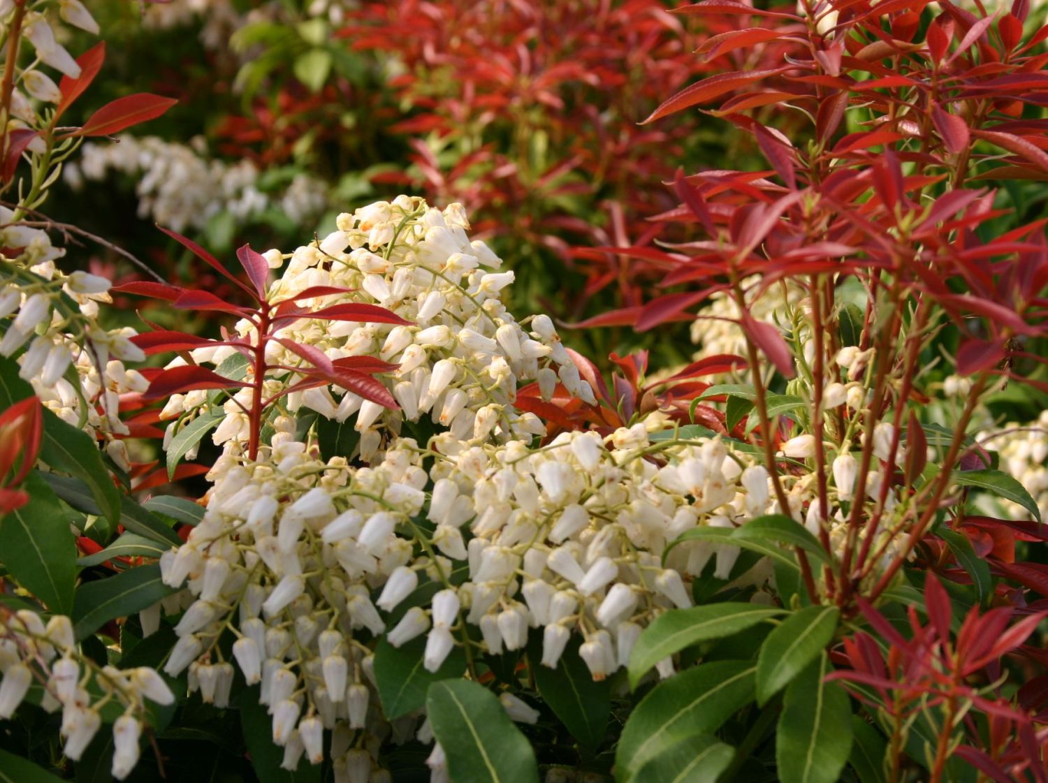 Schattenglöckchen 'Red - Pieris japonica 'Red - Baumschule