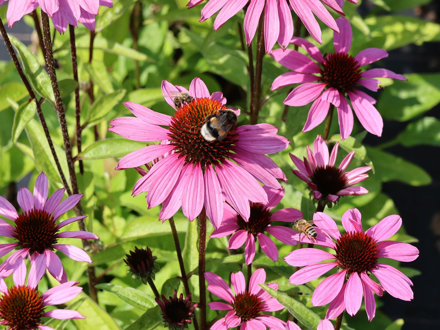 Scheinsonnenhut 'SunMagic Vintage Fuchsia' ® für Deinen Garten!