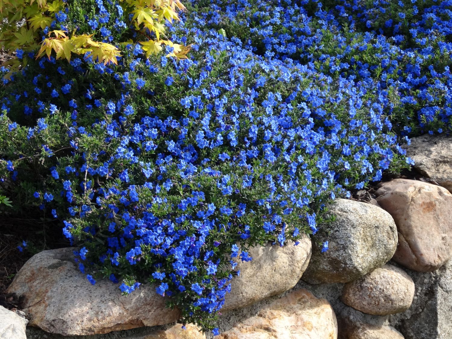 lithodora heavenly steinsame diffusa schein bodendecker sonne staude pflanzen perenni horstmann baumschule steingarten blaue giardinaggio blüten