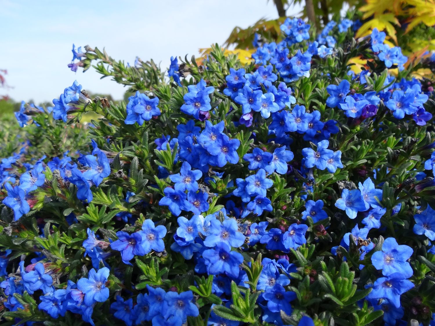 Blauer Steinsame Heavenly Blue Lithodora Diffusa Heavenly Blue