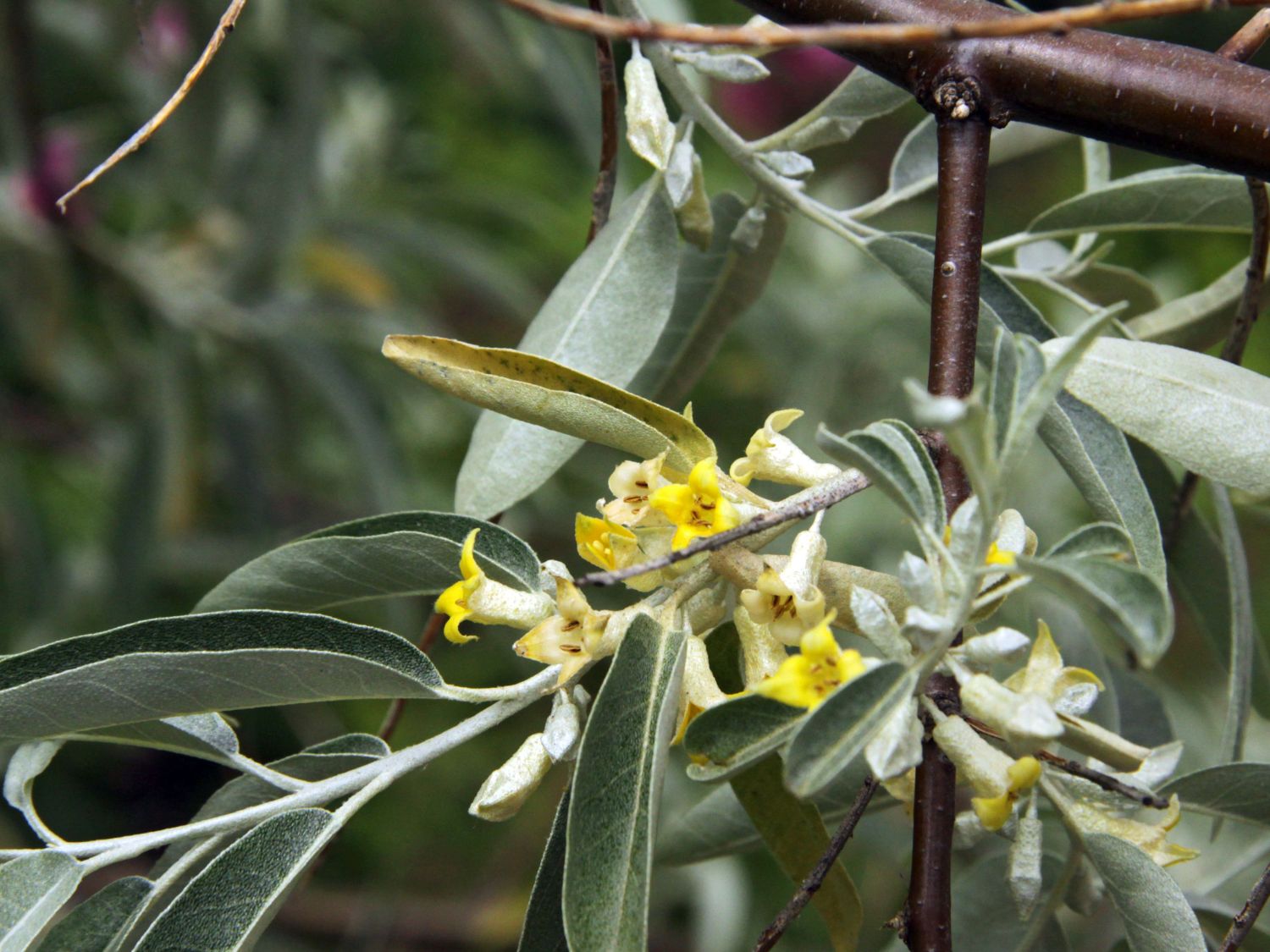 lweide Schmalbl ttrige Elaeagnus Angustifolia Schmalbl ttrige lweide Schmalbl ttrige Elaeagnus Angustifolia Schmalbl ttrige