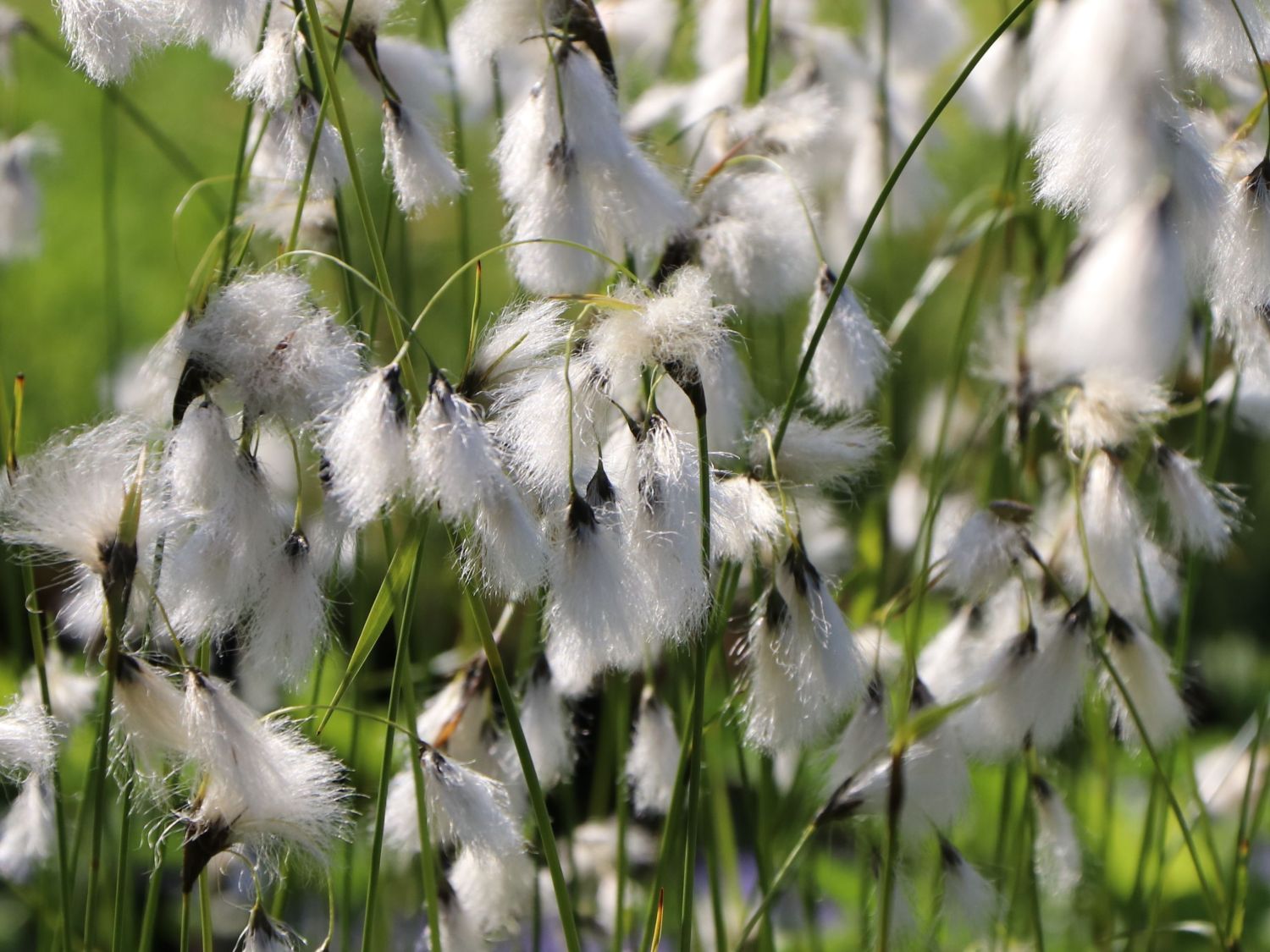 Schmalblättriges Wollgras Eriophorum Angustifolium